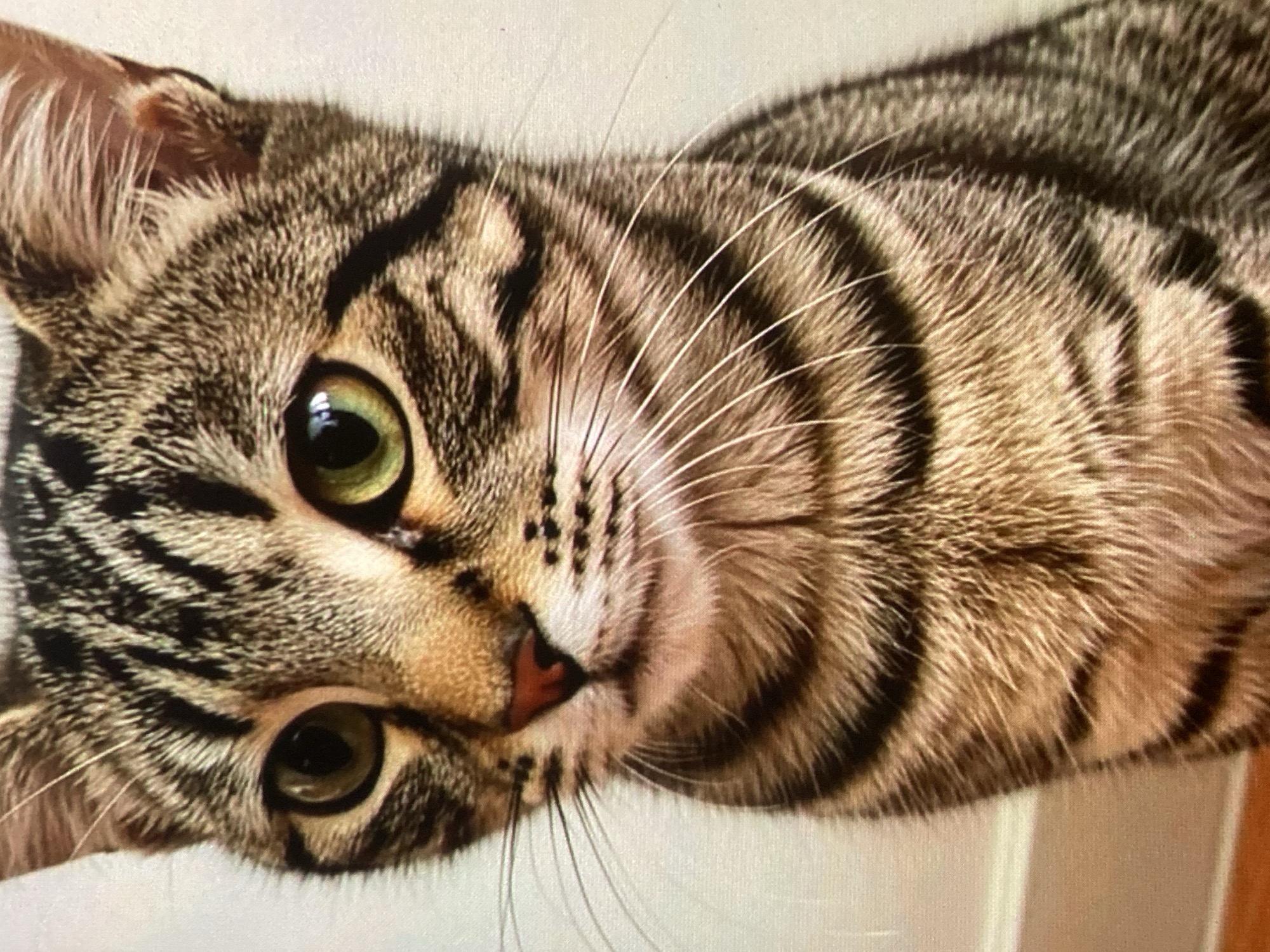 This is a close-up portrait of a tabby cat against a plain, off-white background. The cat's head and upper chest are visible, with its body angled slightly to the right. The cat has green eyes, a pink nose, and distinctive black tabby markings on its face and fur. Long white whiskers extend from its muzzle. The lighting is even, highlighting the cat's fur texture and facial features. There are no people or any discernable elements of the urban environment of Ustyvytsia, Ukraine, present in the image. The background appears to be an indoor wall.