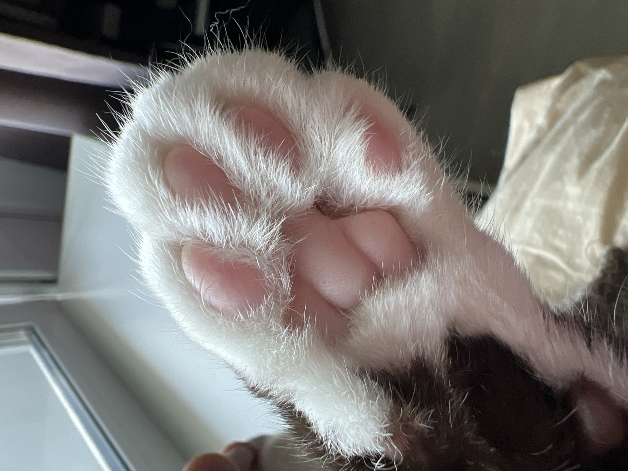 A close-up shot captures the fluffy, white-and-brown paw of a cat. The paw is predominantly white, with prominent pink toe beans visible beneath the soft fur. The fur itself is long and appears to be shedding slightly, with fine white hairs fanning out around the paw. The background is blurred, showing a window with a white frame on the left, and a darker, out-of-focus area on the right that may be furniture or a wall. The image provides no information about the city of Noviy, Russia, or any specific location within it.