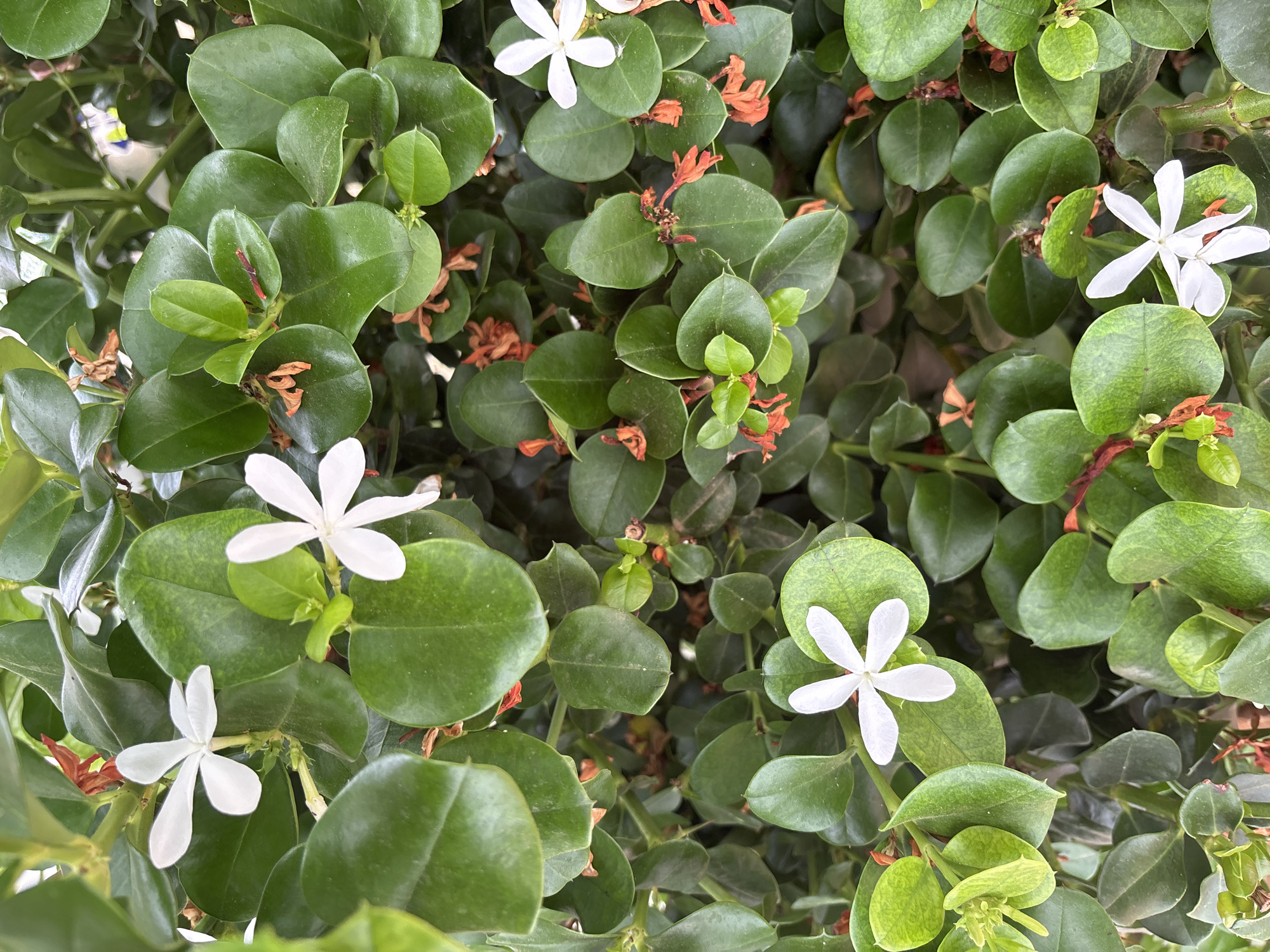 This is a close-up, overhead shot of a dense bush with glossy, oval, dark green leaves. Several small, delicate white flowers with five petals each are scattered throughout the foliage. Some of the flowers are fully bloomed, while others are still in bud. There are also dried, brown remnants of past blooms visible. The lighting suggests it is daytime, and the scene appears to be outdoors. The overall impression is one of natural beauty and lush greenery. There is no visible text in the image.