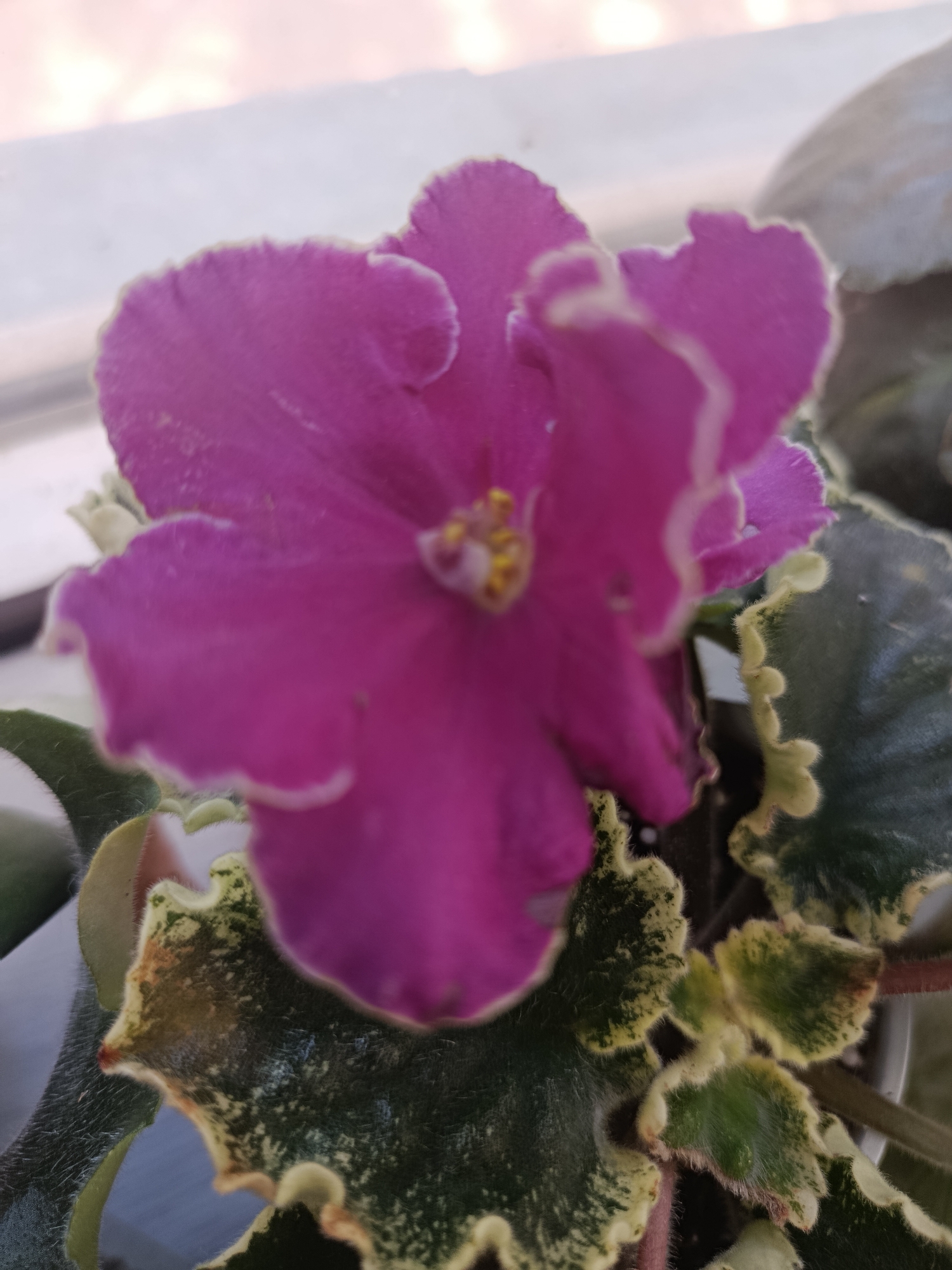 A close-up, shallow depth of field shot focuses on a vibrant pink African violet flower in bloom. The flower's petals are ruffled and edged with a lighter shade. The leaves of the plant are dark green with variegated creamy yellow edges, appearing slightly fuzzy. The background is blurred, showing hints of what appears to be a window and natural light. There is no indication of the city of Astana, Kazakhstan, or any specific urban environment. The scene is indoors and static, with no people, actions, or interactions.