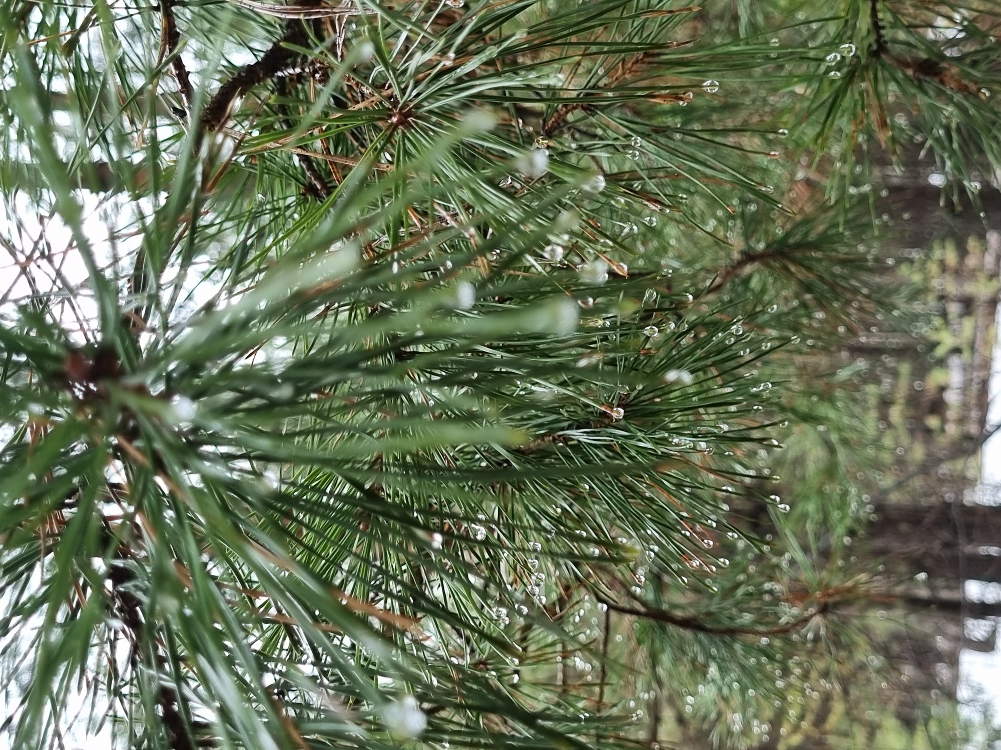 The image depicts a close-up view of pine needles covered in water droplets. The needles are green and appear to be from a coniferous tree. The background is blurred, suggesting a wooded area. Based on the prompt the location is Kemul, Russia.