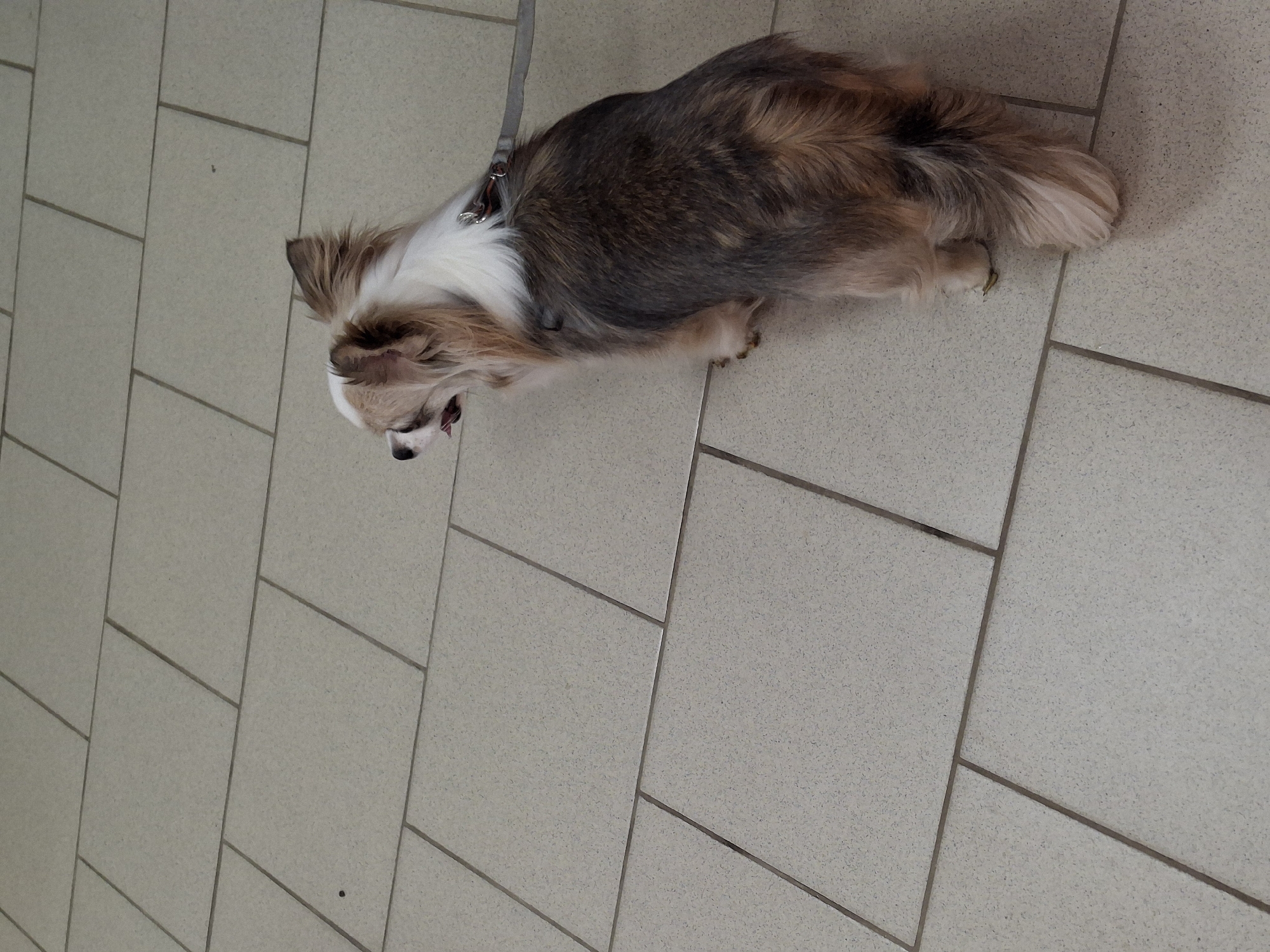The image shows a medium-sized, long-haired dog lying on a tiled floor. The dog is mostly brown and grey with white markings on its head and chest. It is wearing a harness. The floor is made of large, light-colored tiles with dark grout lines. The image provides no information to confirm the location is Chaikovsky, Russia.