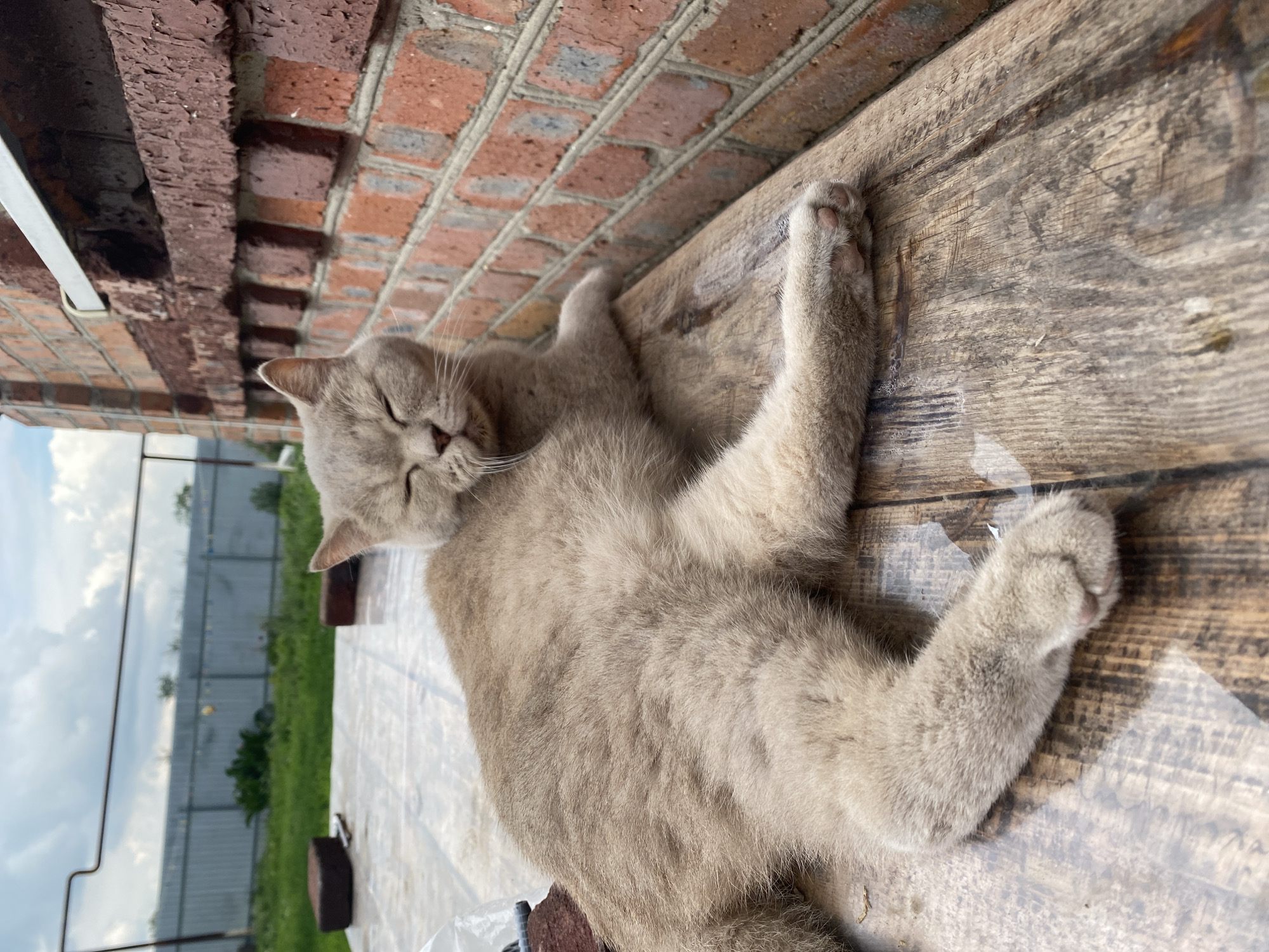 A light brown, fluffy cat with its eyes closed is lying on a wooden surface next to a brick wall. The cat appears to be relaxing or sleeping in the sun. The wooden surface has a visible grain and some texture. The brick wall is made of reddish-brown bricks with visible mortar lines, and shows signs of aging, with some peeling paint. In the background, a metal fence can be seen, along with green grass and a cloudy sky. The scene suggests an outdoor setting, possibly in a yard or patio area. The location is identified as Kisliakovskaya, Russia.