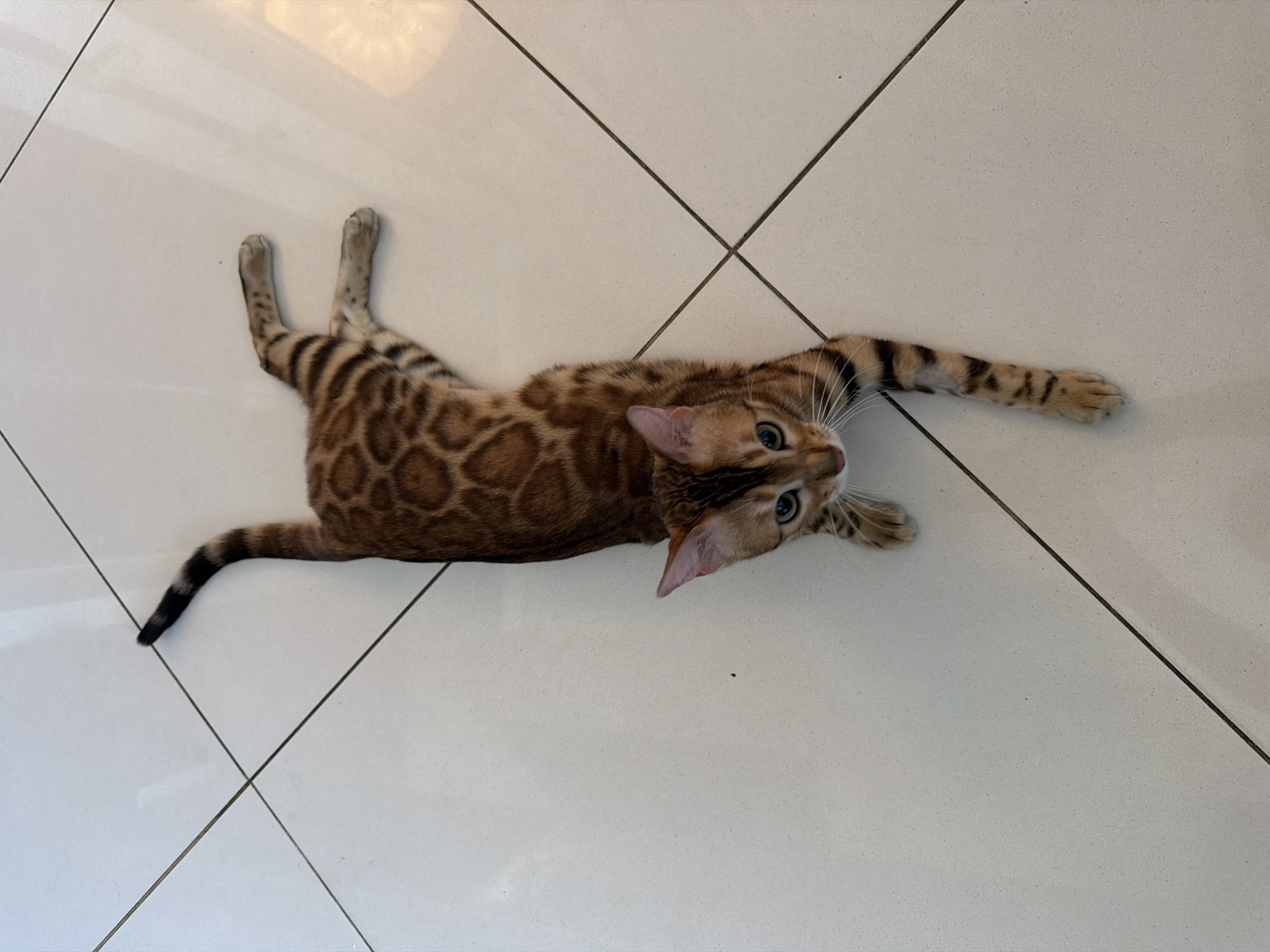 A Bengal cat is lying on a tiled floor. The cat is lying on its back with its legs outstretched. The cat has brown spots on its back and stripes on its legs and tail. The cat's eyes are green. The floor is white. The location is Murino, Russia.