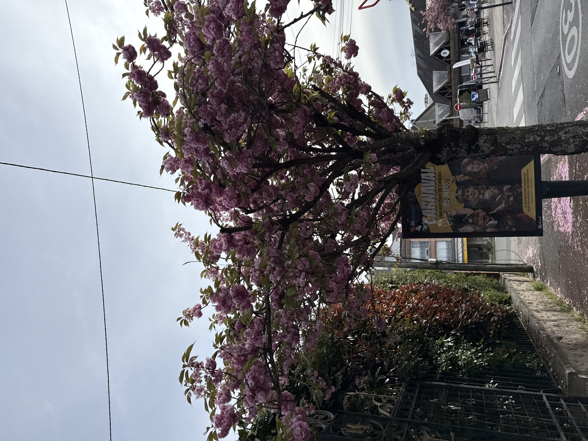 The image is taken in Domont, France. A flowering tree with pink blossoms dominates the foreground. Behind the tree, there is a poster for a local event titled "Carnaval Une Histoire de Cinema 28 Mars". Further back, a building with outdoor seating is visible. The sidewalk is scattered with pink petals. There is a street with pedestrian crosswalk. The speed limit sign reads "30". A fence is also present.
