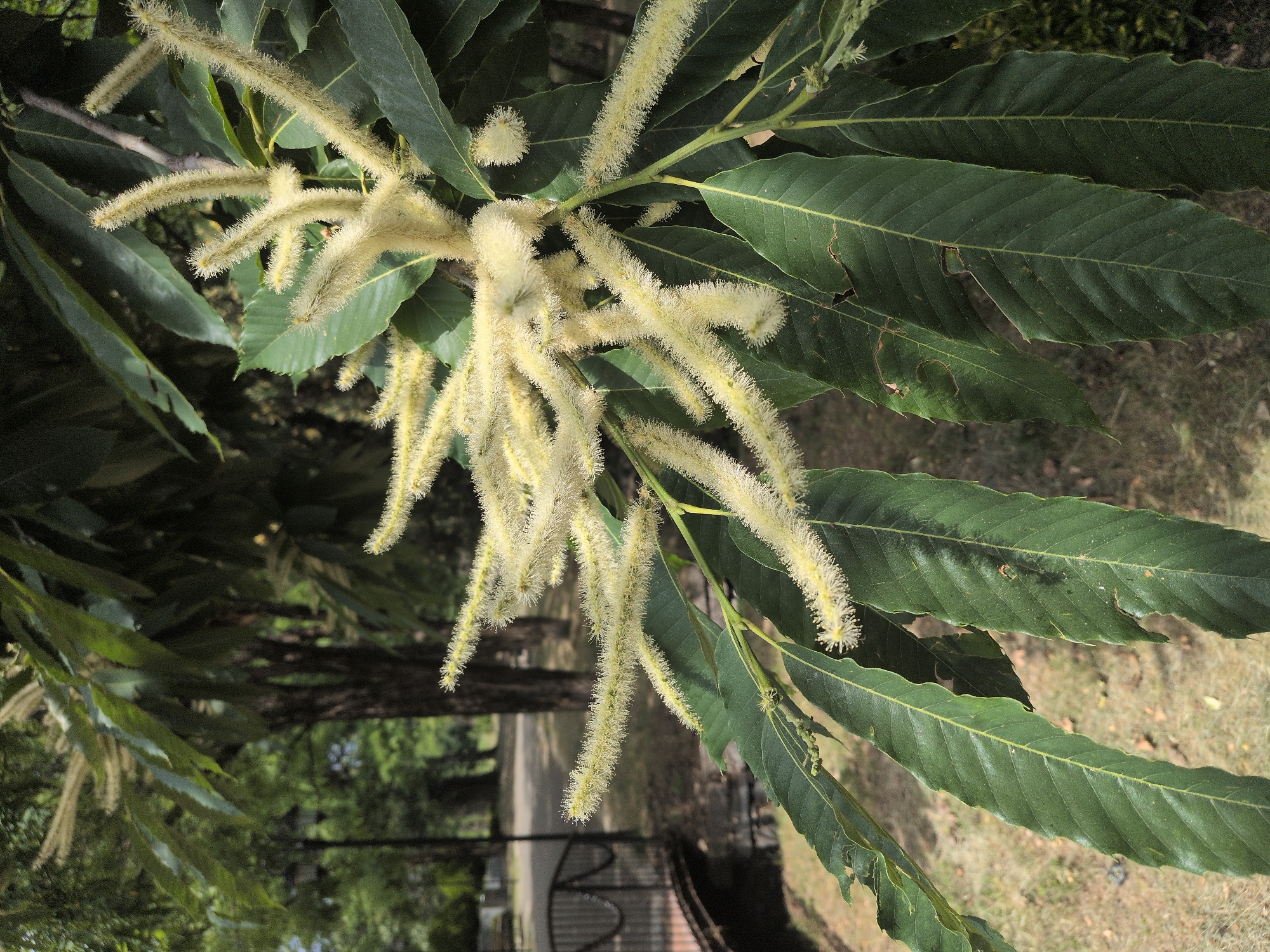 In Gabala, Azerbaijan, this image captures a close-up of a flowering tree branch with long, fuzzy, pale yellow catkins and large, dark green, serrated leaves. In the blurred background, a park-like setting is visible with trees, a lamppost, a small arched bridge over a narrow waterway, and a paved path. The ground is covered with dry grass and sparse vegetation.