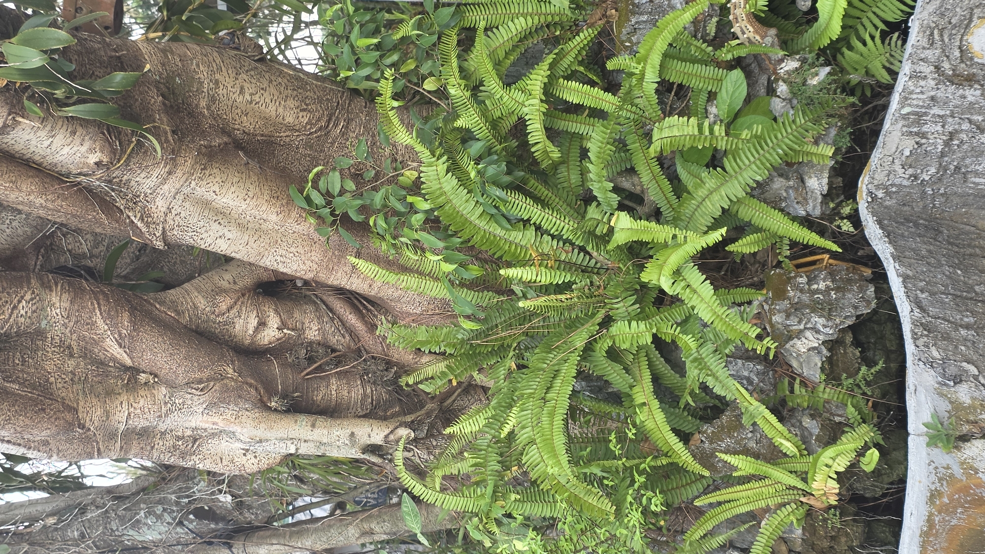 The image shows a tree trunk covered with ferns in Ea Tê, Vietnam. The tree trunk is light brown and has a gnarled texture. The ferns are bright green and grow abundantly. The background includes a wall or rock formation.