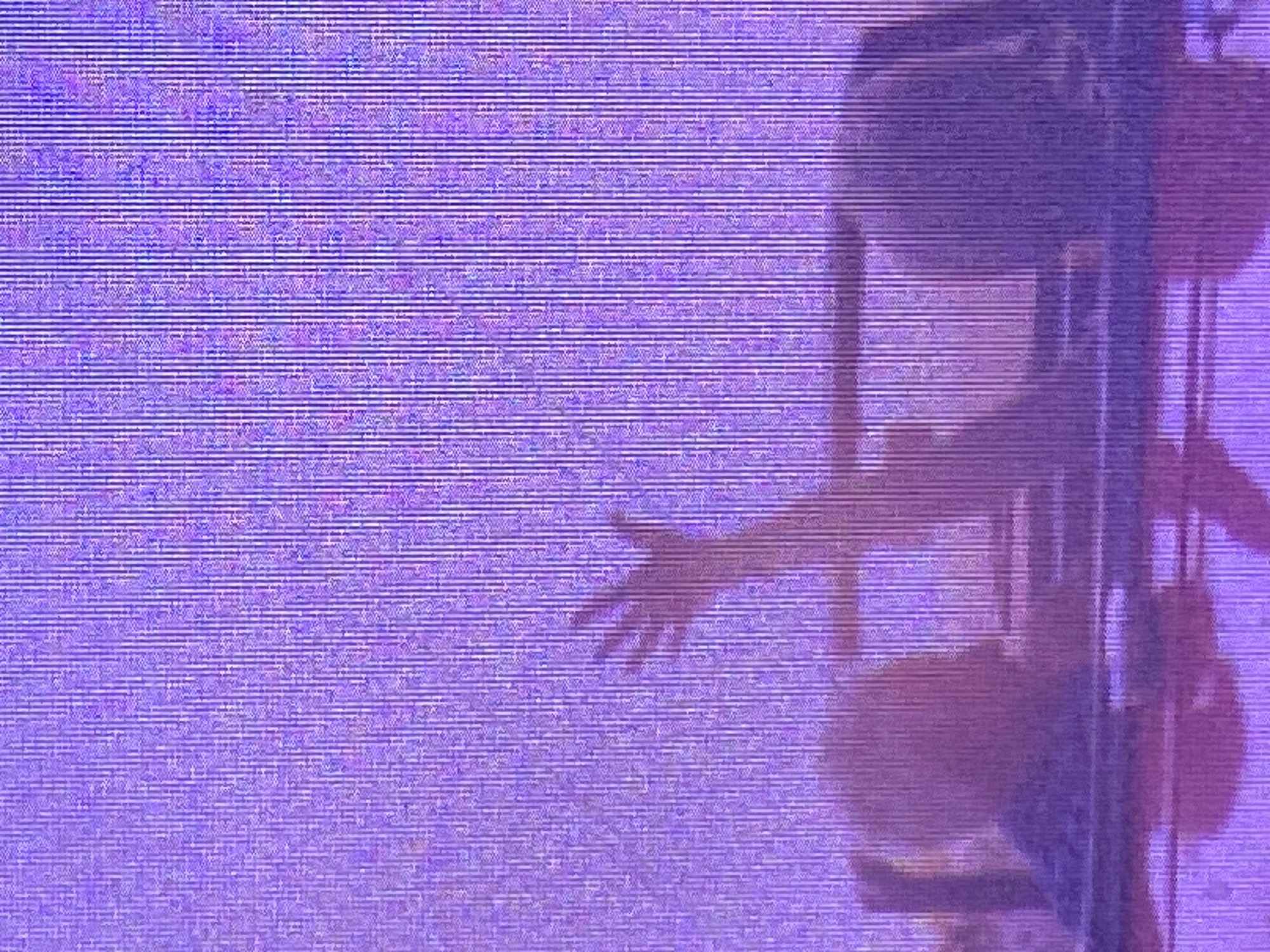 The image is a digitally distorted, close-up, horizontally striped, abstract purple and white shot. It appears to be a photograph or video still, possibly of a performance or an event, with figures partially obscured by the digital interference. On the right side of the frame, a silhouette of a person can be discerned, with an arm extended towards the left. The overall impression is one of movement and a sense of being in motion, perhaps captured during a dance or a theatrical performance. The purple and white stripes create a vibrating, almost ethereal quality, obscuring finer details and transforming the scene into an impressionistic mosaic. There are no discernible location cues, text, time of day, or weather information. The primary subject is the silhouette of a person, and the activity suggested is a dynamic or expressive action. The digital artifacting dominates the image, making it difficult to ascertain the exact nature of the scene or the emotions conveyed beyond a general sense of energy.