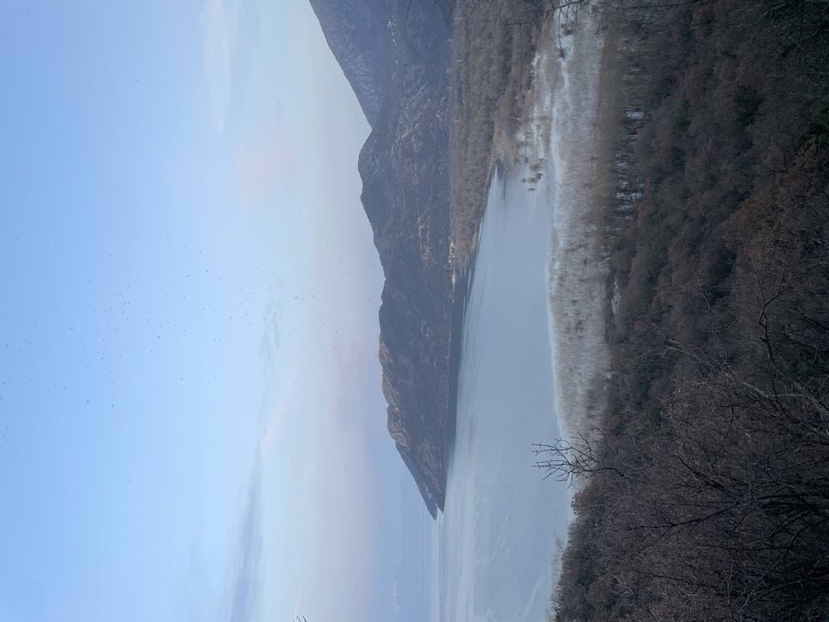 The image presents a wide panoramic view of Lake Skadar in the vicinity of Godinje, Montenegro, observed from an elevated position. The upper portion displays a pale blue sky with subtle pinkish undertones near the horizon and numerous small, dark specks indicative of birds scattered across it. A significant range of dark, rugged mountains, sparsely vegetated, forms the middle ground, with one large promontory extending into the lake from the left. The calm surface of Lake Skadar, appearing light blue-grey, occupies the central and lower-left areas. The immediate shoreline features a wide expanse of light-toned, leafless deciduous trees and reeds, indicative of wetlands. Rising into the foreground are denser, darker brown/grey deciduous trees with bare branches, suggesting a dormant state. Faint, indistinct structures are visible along the distant shoreline at the base of the mountains on the right side. No individuals or discernible human activity are present.