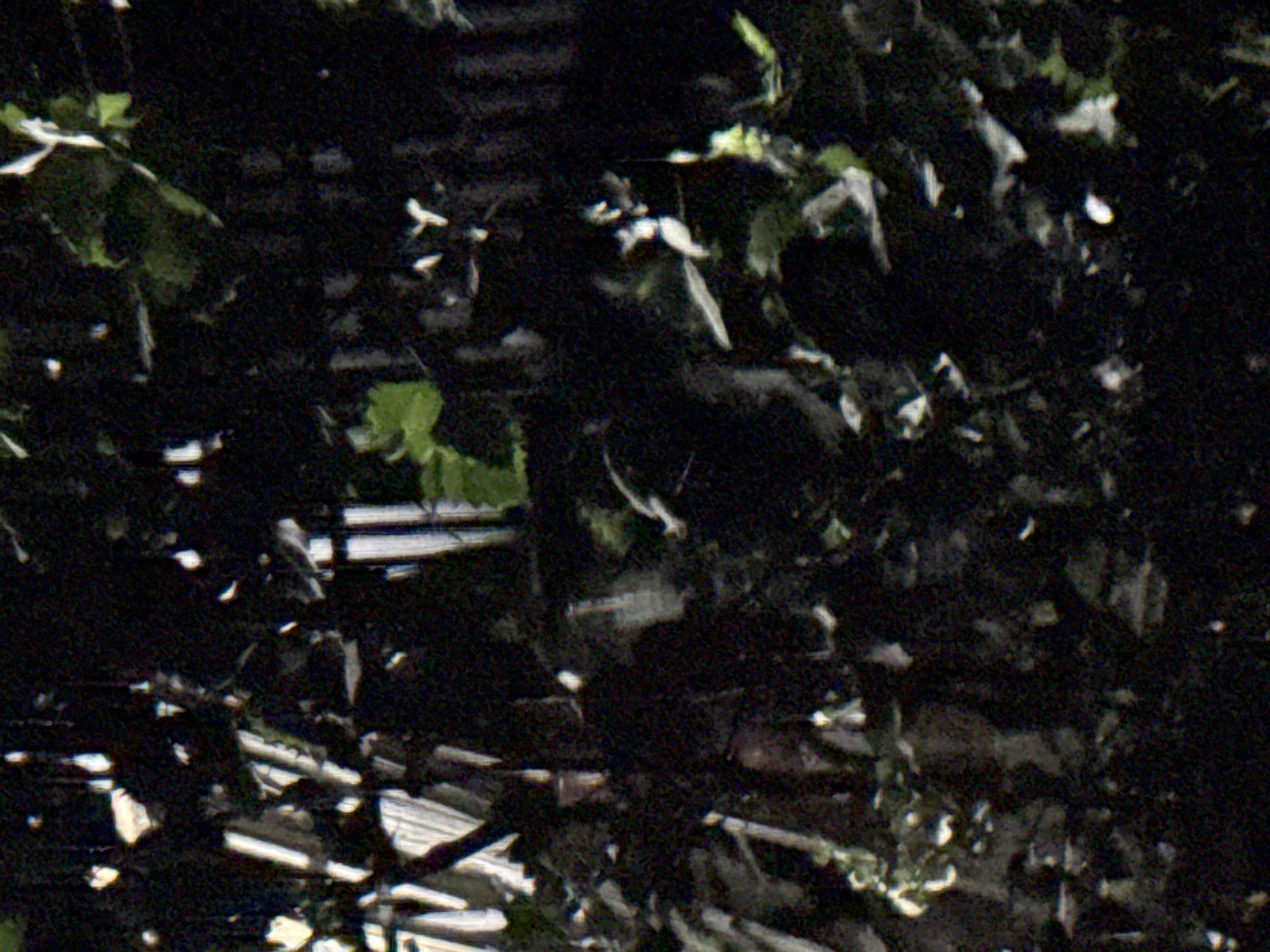 The image is a dark, grainy, close-up shot of foliage and what appears to be a wooden fence. The foliage is dense and obscures much of the background. Some light patches are visible, suggesting sunlight filtering through the leaves or reflections. The fence is made of vertical wooden planks, some of which are partially visible. The overall impression is one of an outdoor scene, possibly a garden or a wooded area, with a rustic fence. There are no discernible people or animals in the image. The image's resolution and lighting make it difficult to provide more specific details about the environment. The location of Vostok, Kyrgyzstan, is not evident from the visual information provided.