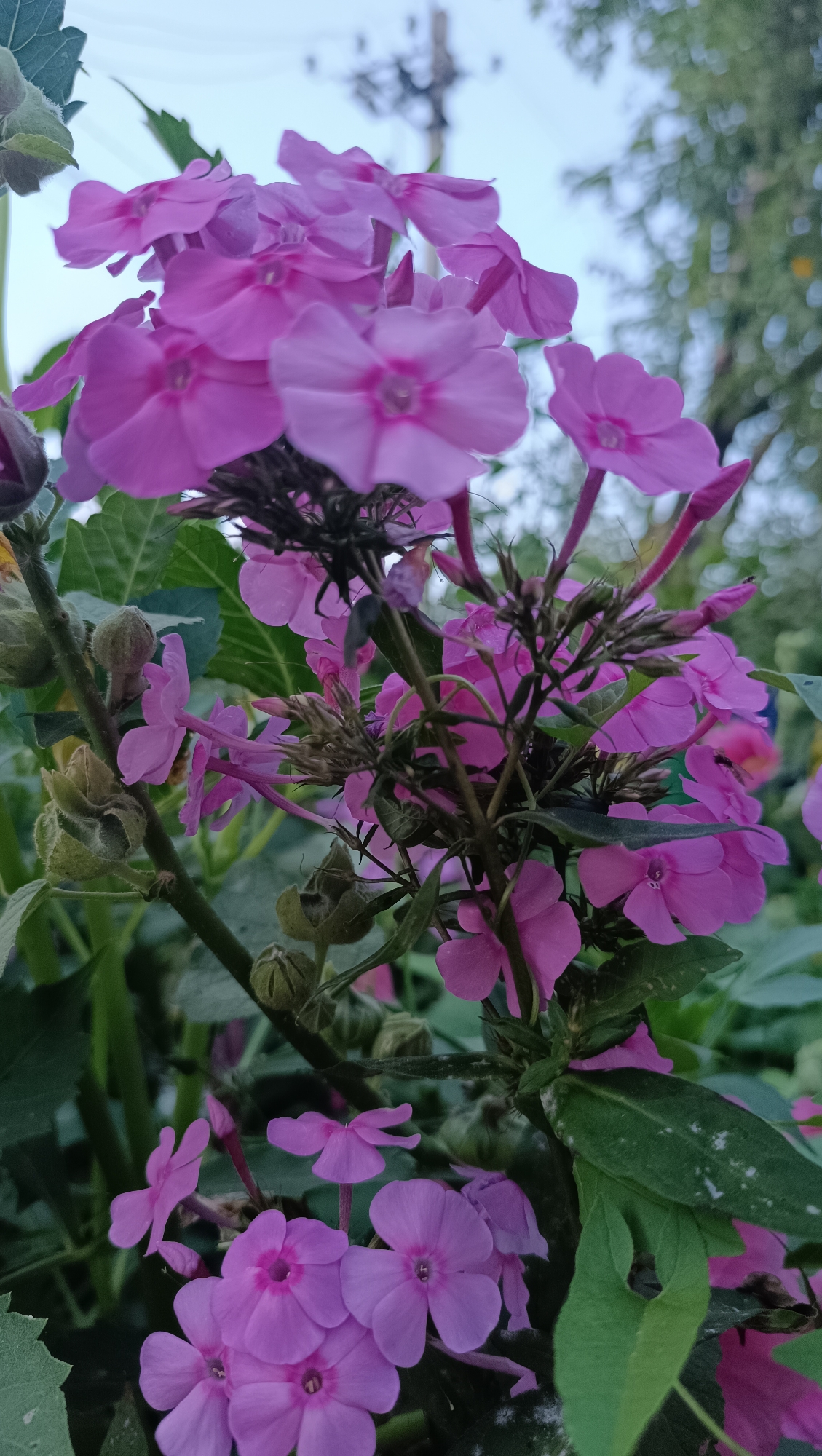 This is a close-up, vertical, eye-level shot of a cluster of pink phlox flowers. The flowers are in various stages of bloom, with some fully open and others still in bud. The petals are a soft pink, with darker pink centers. The stems are green and fuzzy, and there are also some green leaves visible. The background is blurred, but it appears to be an outdoor setting with trees and a pale sky. There are no people visible in the image. The scene is located in Karsha, Russia.
