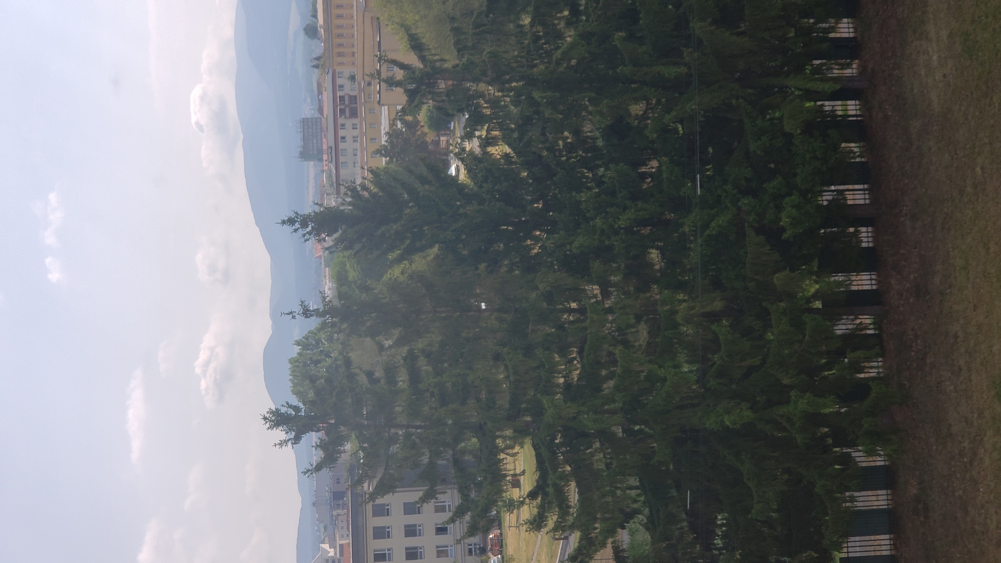 The image captures a view of the city of Prešov, Slovakia, dominated by several tall evergreen trees in the foreground. Behind the trees, a low fence separates the immediate foreground from a grassy area. In the mid-ground, buildings of various sizes and architectural styles are visible, including a multi-story building with numerous windows on the left and apartment buildings with lighter colored facades on the right. Further in the background, hazy mountains form a scenic backdrop against a pale blue sky with scattered clouds. A faint road with a few parked cars is visible between the trees and the buildings on the left side of the image. The overall scene depicts an urban environment with a natural element of trees and distant mountains.
