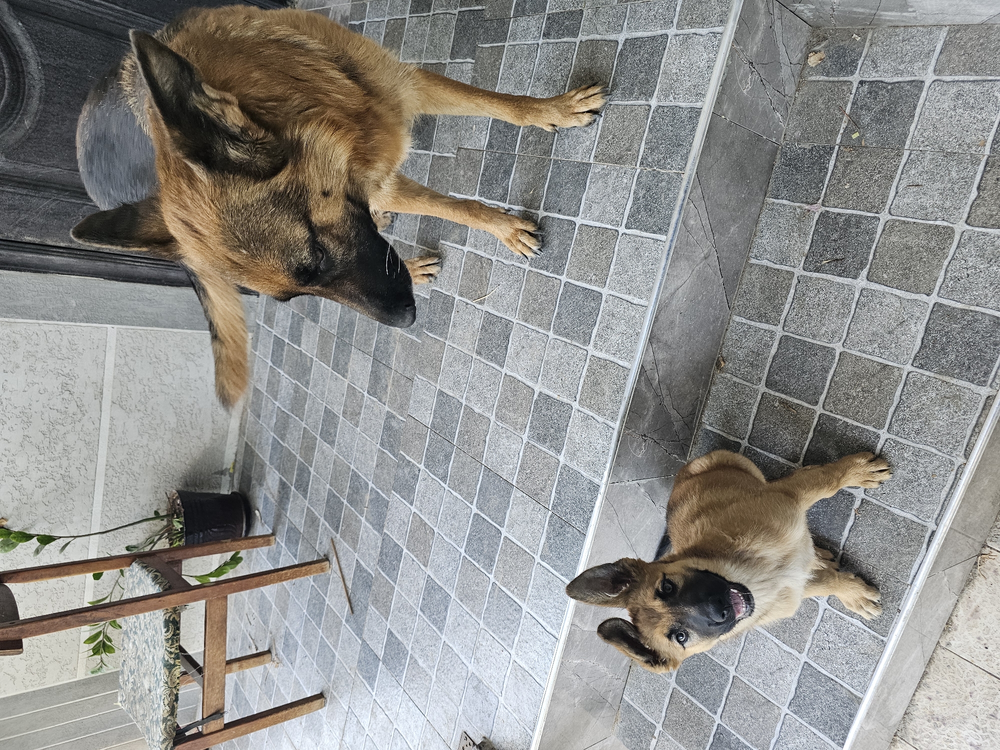 Two German Shepherds, an adult and a puppy, are on a tiled patio in Yalangach, Uzbekistan. The adult dog is lying down, facing left, with its head resting on the floor. The puppy is sitting up, looking towards the camera with its mouth open and tongue visible, appearing excited and playful.
The patio is covered in square, grey tiles with lighter grey grout. The adult dog's fur is a mix of brown and black, typical of the breed. The puppy is a lighter tan color with dark markings around its eyes and muzzle.
To the left of the image, there is a dark grey door or wall, and a wooden plant stand with a black pot holding a green plant with long leaves. The plant stand is made of light-colored wood.
The lighting suggests it is daytime, possibly morning or afternoon, with no strong shadows indicating direct sunlight. The scene appears to be outdoors, on a patio or entrance area. The overall mood is relaxed and domestic, with the puppies' expression conveying a sense of energy and engagement. There is no visible text in the image.