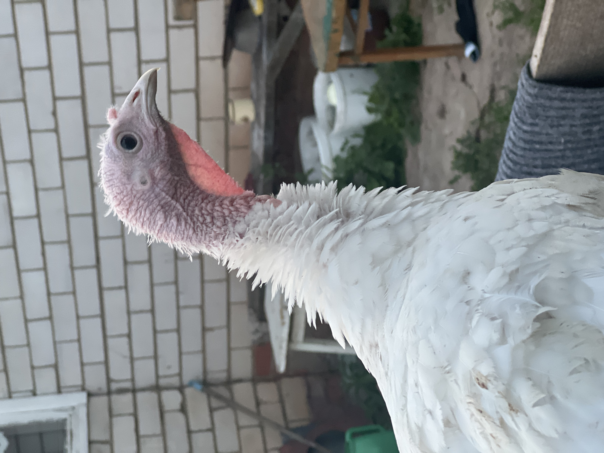 In Bizyaki, Russia, a white turkey stands in an outdoor setting. The turkey's head and neck are partially visible, with pinkish-red skin and white feathers. The background features a white brick wall, suggesting a building nearby. Various objects are scattered in the background, including a green watering can, a table with a white surface, wooden planks, and white buckets. Green foliage is visible behind the buckets. The lighting suggests it is daytime.
