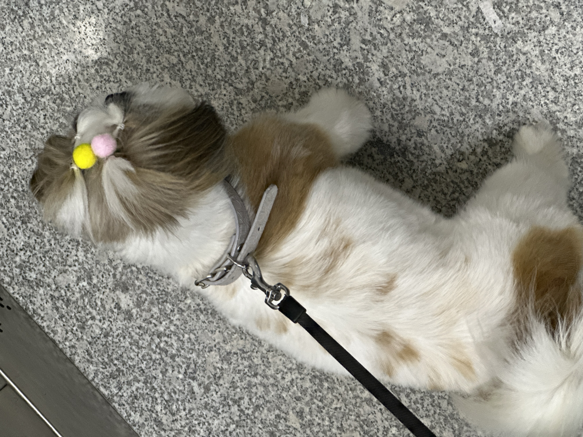 A dog lies on a gray, mottled stone floor. The dog has brown and white fur, with a pink and yellow adornment in its hair. It is attached to a black leash connected to a gray collar. The location is Tbilisi, Georgia.