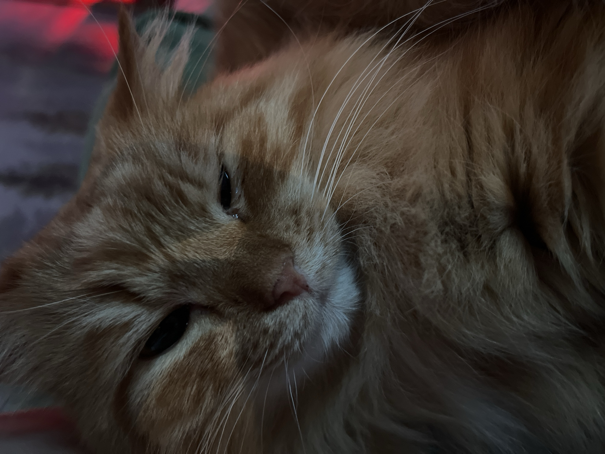 The image depicts a close-up of an orange tabby cat lying down. The cat has its eyes partially closed, and its face is turned slightly to the left. Its fur is long and fluffy, and its whiskers are white and prominent. The background is blurred and out of focus, but there are hints of a red light source in the upper left corner. There is no indication in the image that it was taken in Chaikovsky, Russia.