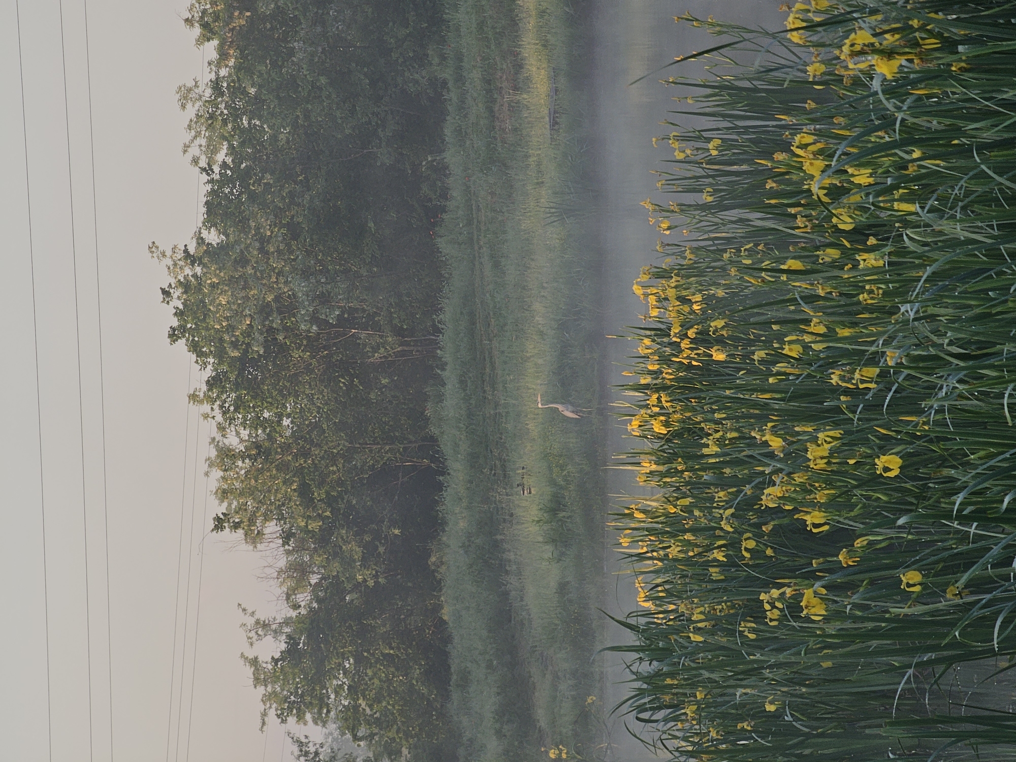 The image shows a horizontal view of a wetland near Radnevo, Bulgaria. Dense green vegetation, interspersed with yellow irises, occupies the right foreground. A body of water, obscured by mist, stretches across the center, with a heron standing within it. Trees and more green vegetation line the left side of the water. Power lines are visible in the upper left corner. The scene is hazy, suggesting early morning or late evening light.