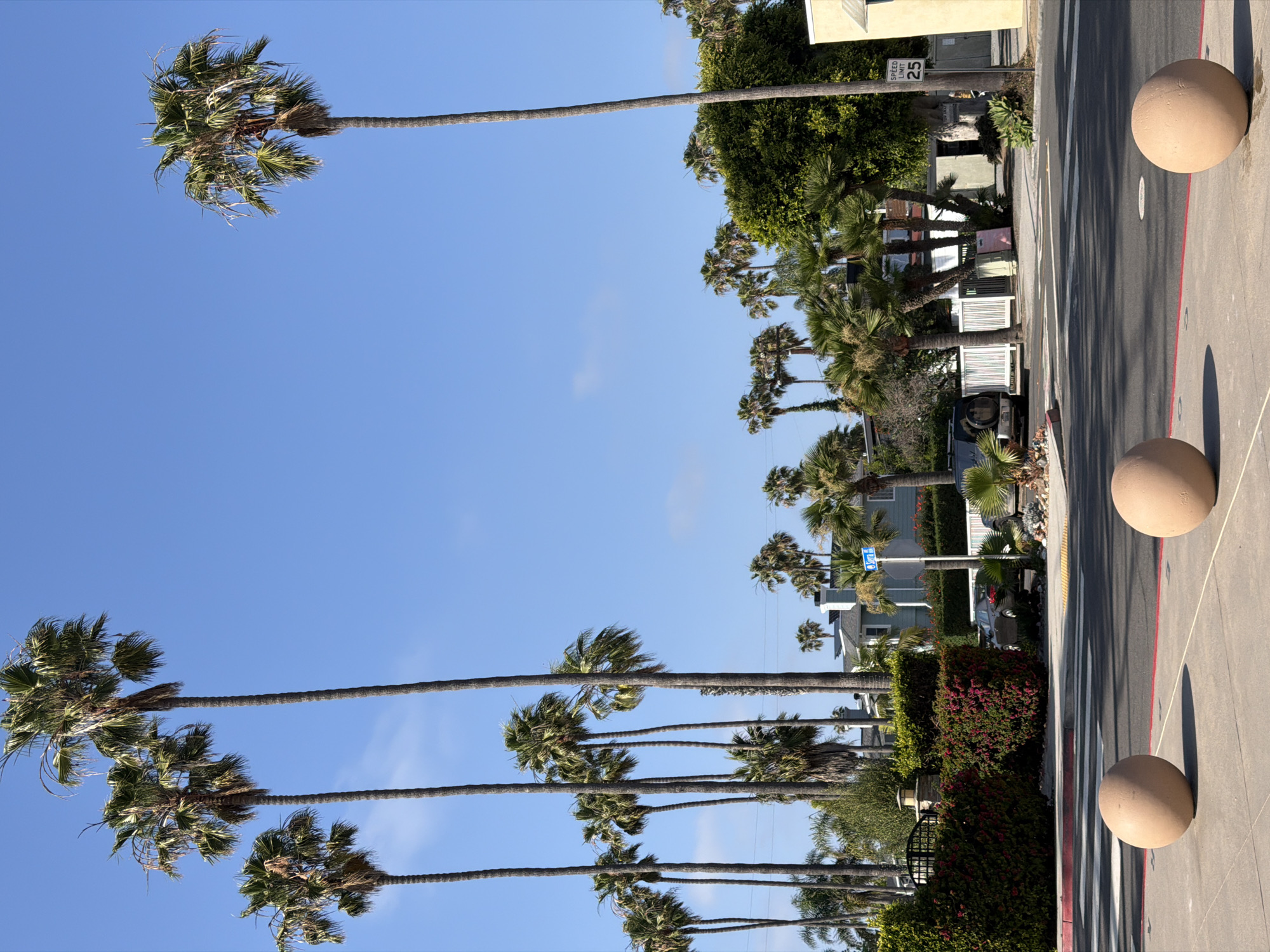 The image depicts a street scene in Solana Beach, California, United States. The view is dominated by tall, slender palm trees lining the street, with a clear blue sky overhead. The trees extend high into the frame, their crowns of fronds catching the sunlight.
On the right side of the image, there is a road with painted lane lines and rounded, beige-colored concrete barriers. A building or structure is visible, and a 25 miles per hour speed limit sign. Vegetation, including bushes and trees, is present along the side of the street.
The overall impression is a typical southern California streetscape with palm trees and sunny weather.