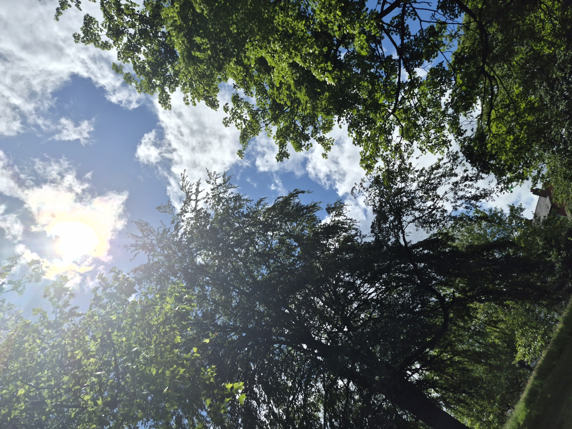 This is an eye-level, medium shot photograph taken from a low angle, looking up towards the sky. The image captures a scene with lush green trees dominating the foreground and midground, their leaves creating a dense canopy. The sky above is a vibrant blue, interspersed with fluffy white clouds. The sun is visible, shining brightly through some of the clouds, creating a lens flare effect and casting a radiant glow. The overall impression is one of a bright, sunny day with abundant foliage.
The location of this image is identified as Sandwell, United Kingdom. In the lower portion of the image, partially obscured by trees, a glimpse of a building's roof and chimney suggests a residential or urban setting within Sandwell. A gentle slope covered in grass is visible on the left side of the frame, indicating a slightly elevated perspective within the landscape. No people or specific actions are depicted in the scene.