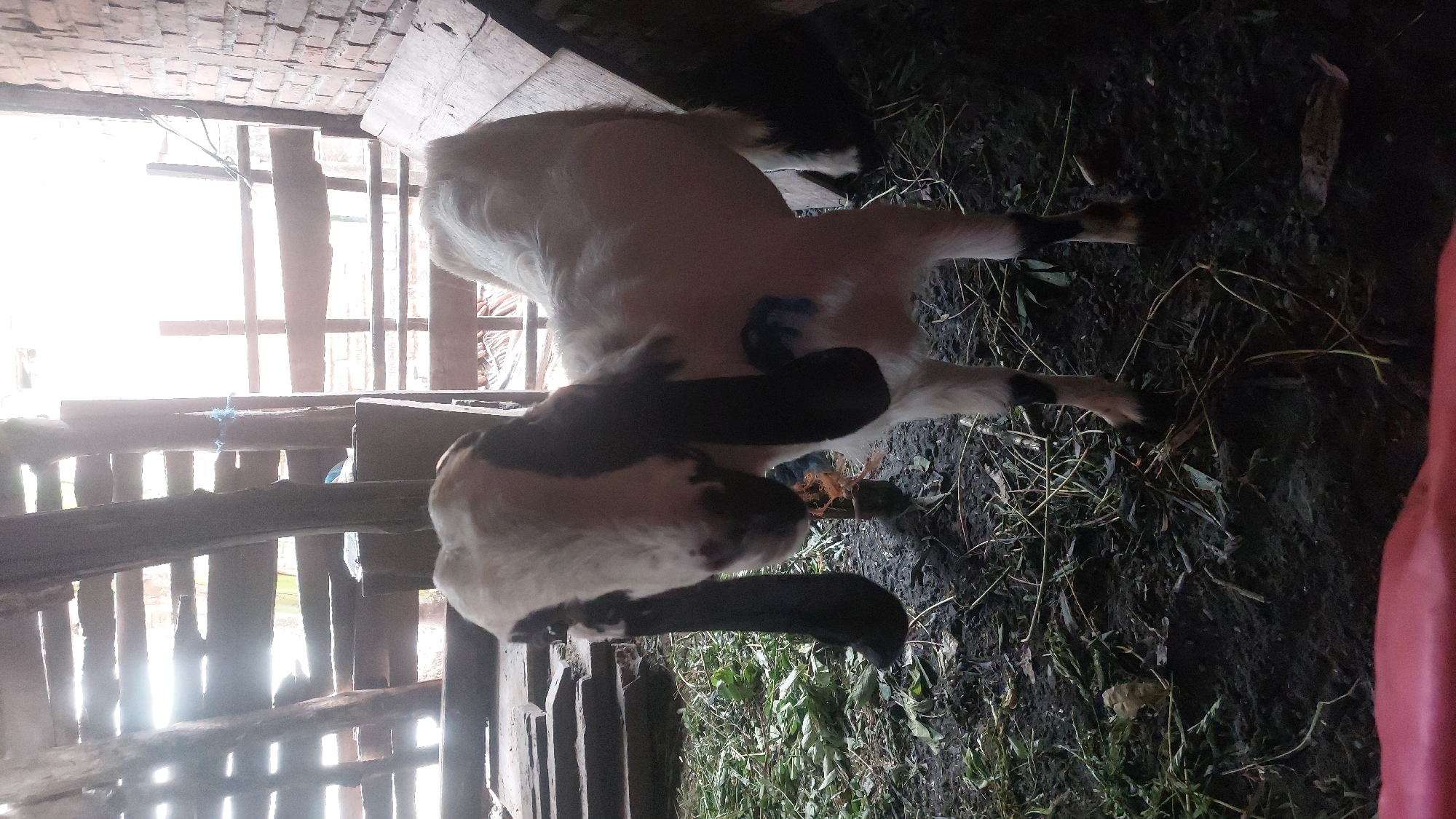 In the city of Jatirogo, Indonesia, a white goat with distinct black markings on its face, ears, and legs stands in a dimly lit, rustic enclosure. The goat's long, dark ears droop downwards, and its face is primarily white with black patches covering its eyes and extending down its nose. A small amount of orange string is visible around its neck. The enclosure appears to be constructed with rough wooden planks and brickwork, with a dirt floor covered in scattered green vegetation and straw. Sunlight streams in from the right side of the frame, illuminating the scene and casting shadows. To the left, wooden beams and planks create a textured background, while to the right, a wooden structure and brick wall are visible. The overall impression is of an animal in a simple, rural setting, typical of an Indonesian village.