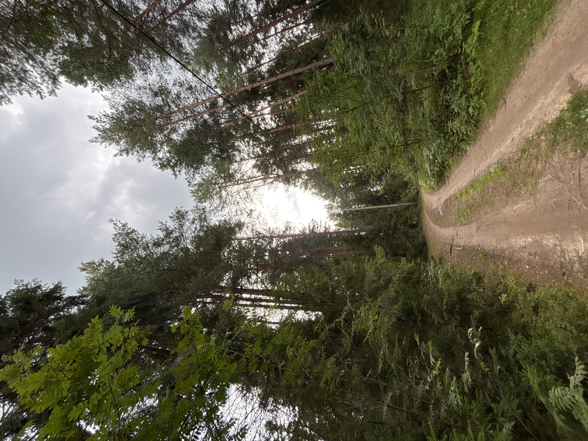 The image shows a dirt road winding through a dense forest. Tall evergreen trees, likely pines and spruces, dominate the landscape, their branches reaching towards a cloudy sky. Sunlight filters through the canopy in some areas, creating a dappled effect. The road itself is unpaved, showing tire tracks and evidence of recent use. The vegetation on either side of the road is lush and green, with various types of bushes and smaller trees. There are no people or animals visible in the image. The overall impression is one of a remote, natural setting within the city of Kostiurino, Russia.