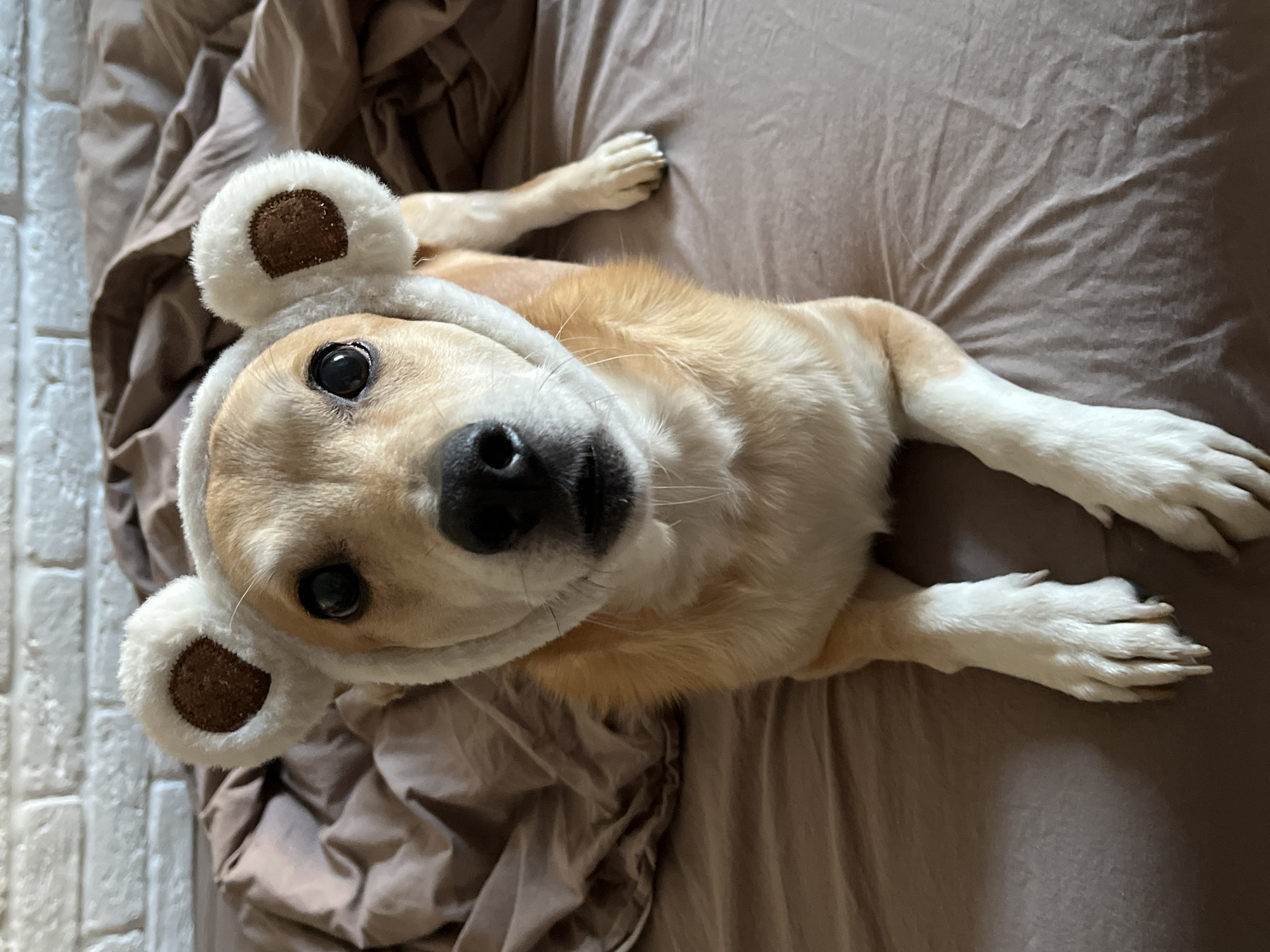 A medium-sized, tan-and-white dog lies on a brown bed sheet. The dog is wearing a white hat with brown-centered ears. The dog's head is angled toward the camera, and its eyes are visible. The background is a textured, white surface.