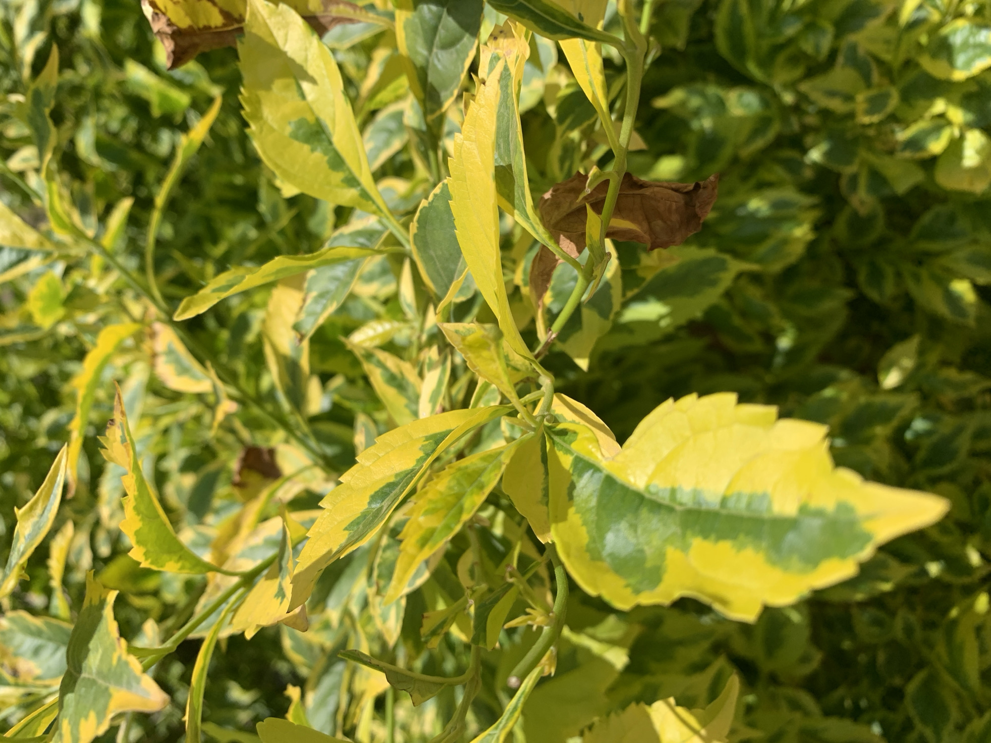 The image shows a close-up of a shrub with variegated yellow and green leaves. One dead brown leaf is visible. The plant is located outdoors, and there is no indication of the exact location within Rafin Par, Nigeria, or any identifiable individuals or activities depicted.