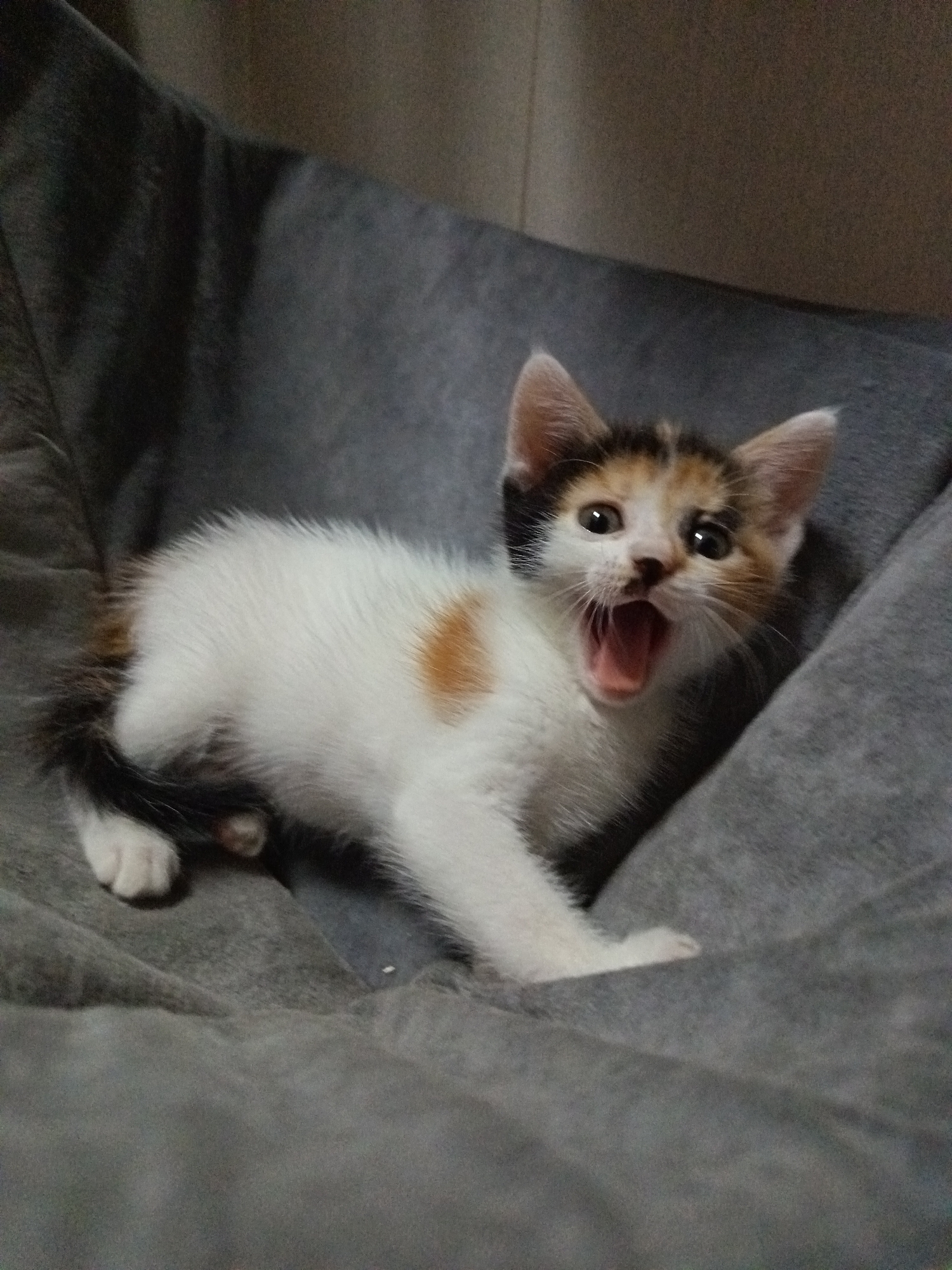 A calico kitten is captured mid-yawn, its mouth wide open, revealing its tongue and the pink of its mouth. The kitten has a predominantly white body with patches of orange and black fur on its head and tail. Its eyes are wide open and directed towards the camera, with dark pupils and lighter irises. The kitten is resting on a textured, gray surface, possibly a beanbag or a soft cushion, which is draped and folded, creating a soft, organic shape around the animal. The background is blurred and dark, suggesting a low-light indoor environment. The overall impression is one of a cute and playful kitten caught in a moment of exhaustion or a large stretch. The location is Unknown, Unknown.