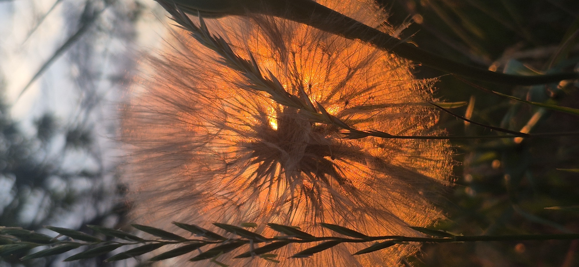 The image shows a close-up, backlit photograph of a dandelion seed head, likely a Tragopogon, during sunset. The bright orange and yellow hues of the setting sun are filtering through the delicate white filaments of the seed head, creating a glowing effect. Several thin, green blades of grass or other vegetation are visible in the foreground, framing the dandelion. The background is softly blurred, with hints of darker foliage and a pale, hazy sky. The overall impression is one of natural beauty and the ephemeral nature of a dandelion's life cycle. The location is unknown, and no people are present.