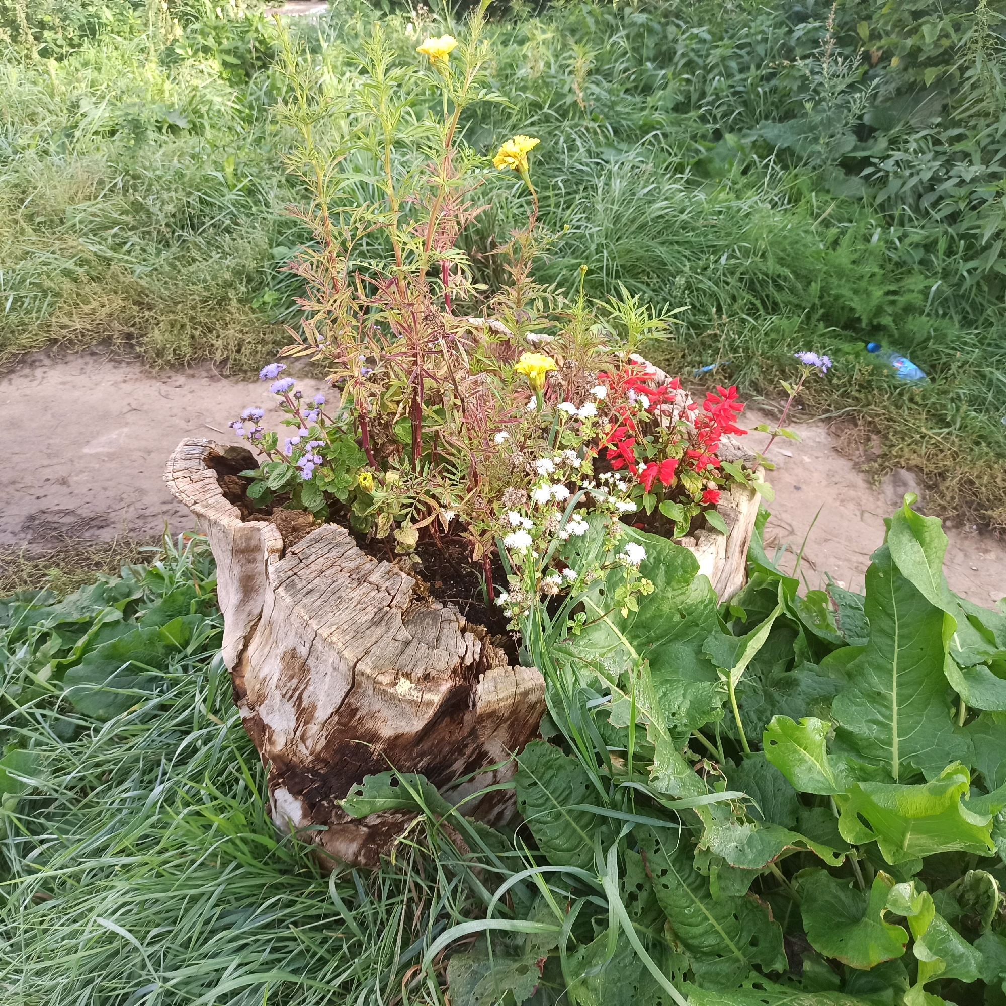 The image depicts a weathered tree stump repurposed as a planter, brimming with a variety of colorful flowers. The planter is situated outdoors, with lush green grass and foliage surrounding it. A dirt path is visible behind the stump, suggesting a natural or semi-natural environment, possibly a park or garden. In the background, a blue plastic bottle lies on the ground amidst the greenery. The scene appears to be captured in the city of Nizhny Novgorod, Russia, evidenced by the surrounding vegetation and a possible glimpse of an urban backdrop. There are no people or animals visible in the image. The overall impression is one of a charming, rustic floral arrangement set against a natural backdrop.