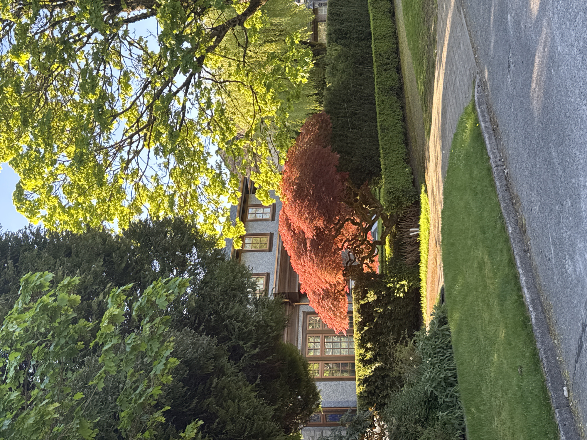The image shows a residential street scene in Vancouver, Canada. A large, multi-story house is visible behind a variety of trees and hedges. The house has light-colored siding and many windows with dark frames. A vibrant red Japanese maple tree stands prominently in front of the house. A row of tall, neatly trimmed hedges lines the property, bordering a grassy area and a sidewalk. Part of a tree with bright green leaves is visible in the upper left corner, partially obscuring the sky. The overall lighting suggests it is daytime.