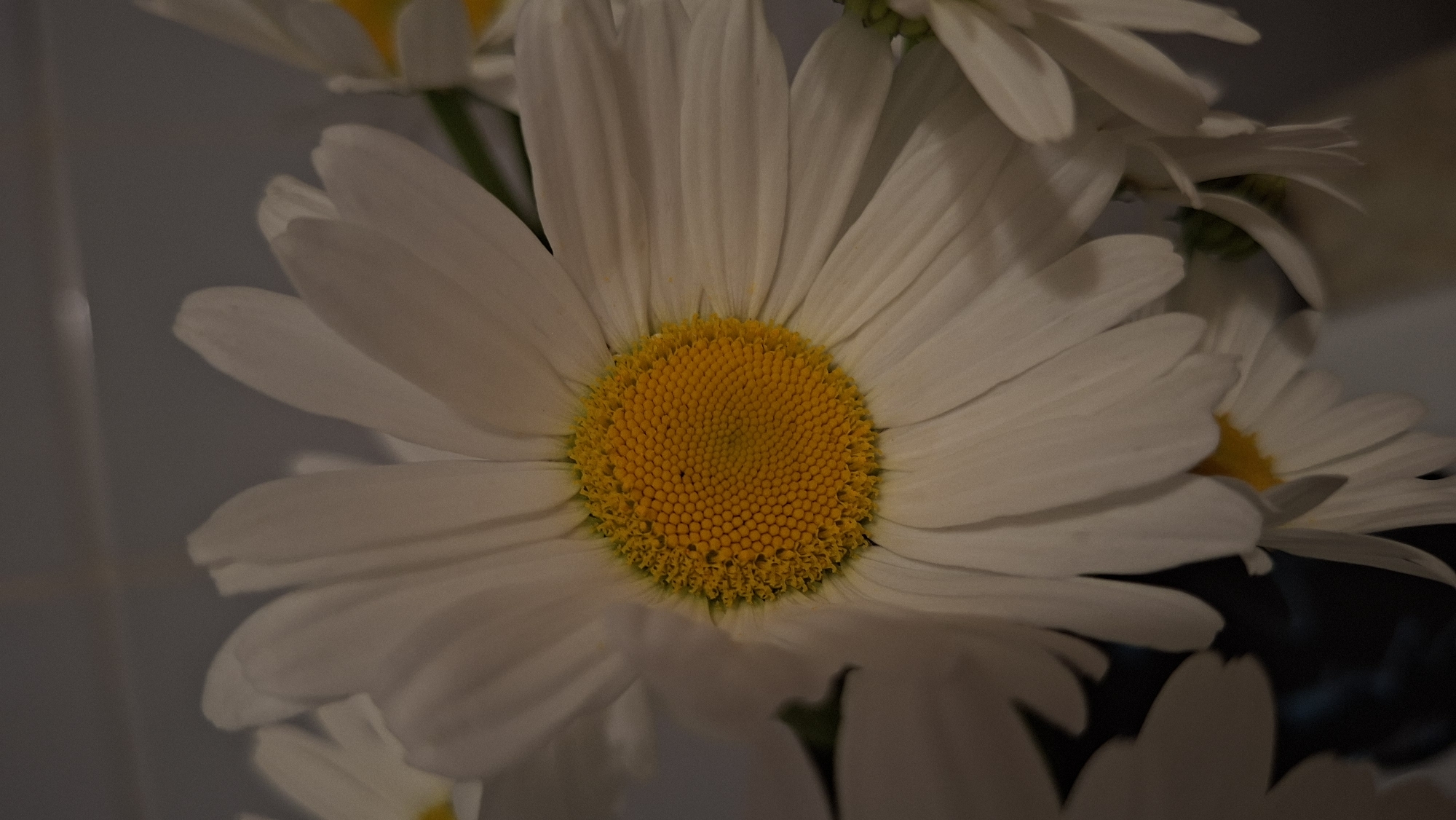 A close-up shows a cluster of white daisies. The central flower is in full bloom, exhibiting a vibrant yellow center surrounded by delicate white petals. Several other daisies are partially visible in the background, some in focus and others blurred. The background has a subtle grey tone.