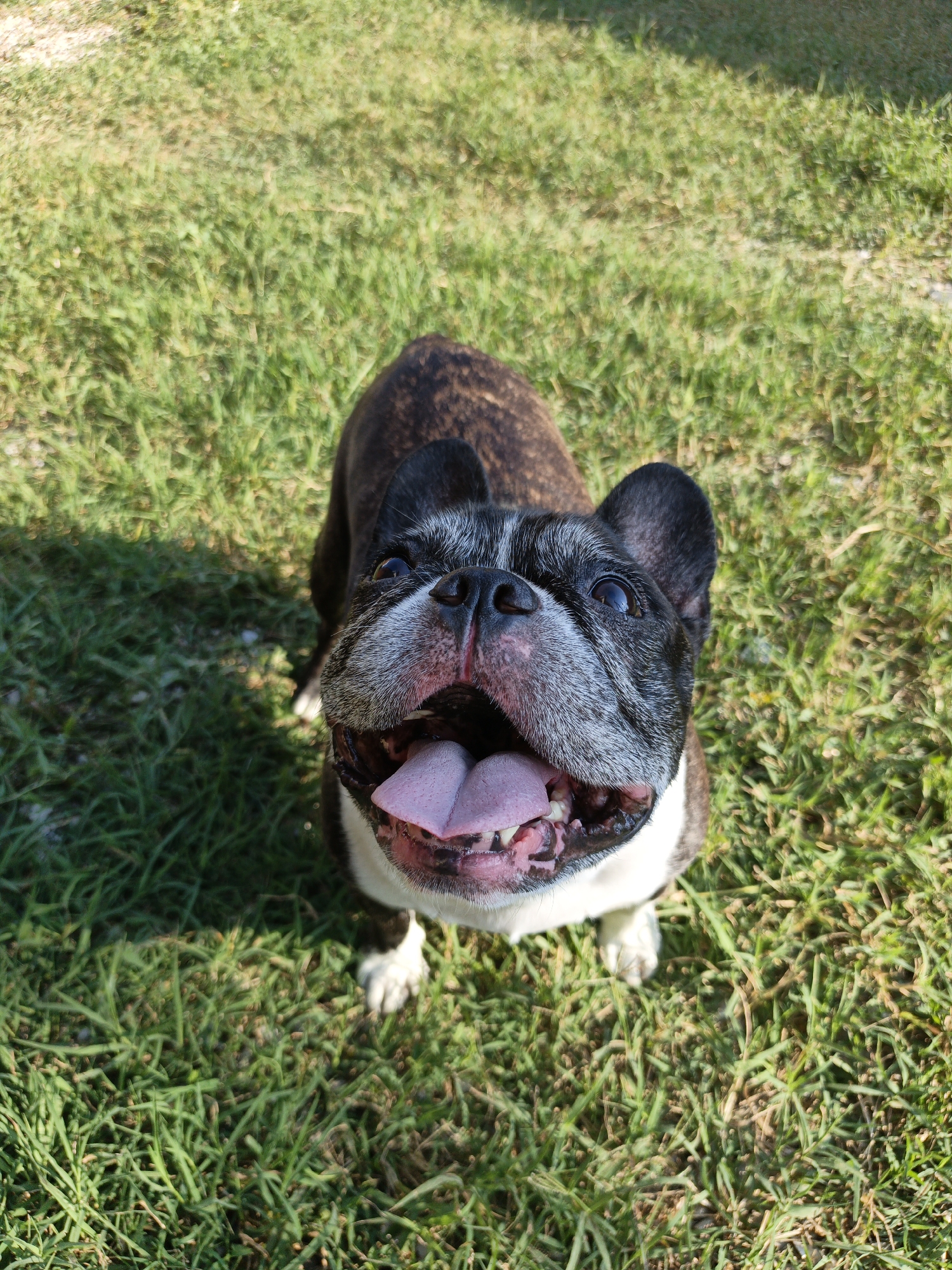 This is a close-up, high-angle shot of a French Bulldog sitting on a grassy lawn in Pshada, Russia. The dog is brindle and white, with large ears and expressive eyes. Its mouth is open, showing a pink tongue and teeth, and it appears to be panting or smiling. The grass is green and appears to be well-maintained, with some shadows suggesting it's a sunny day. The overall mood of the image is cheerful and playful, with the dog looking directly at the camera with a happy expression. There is no visible text in the image. The time of day appears to be daytime, likely afternoon, given the strong shadows cast. The setting is an outdoor area, likely a backyard or park.
