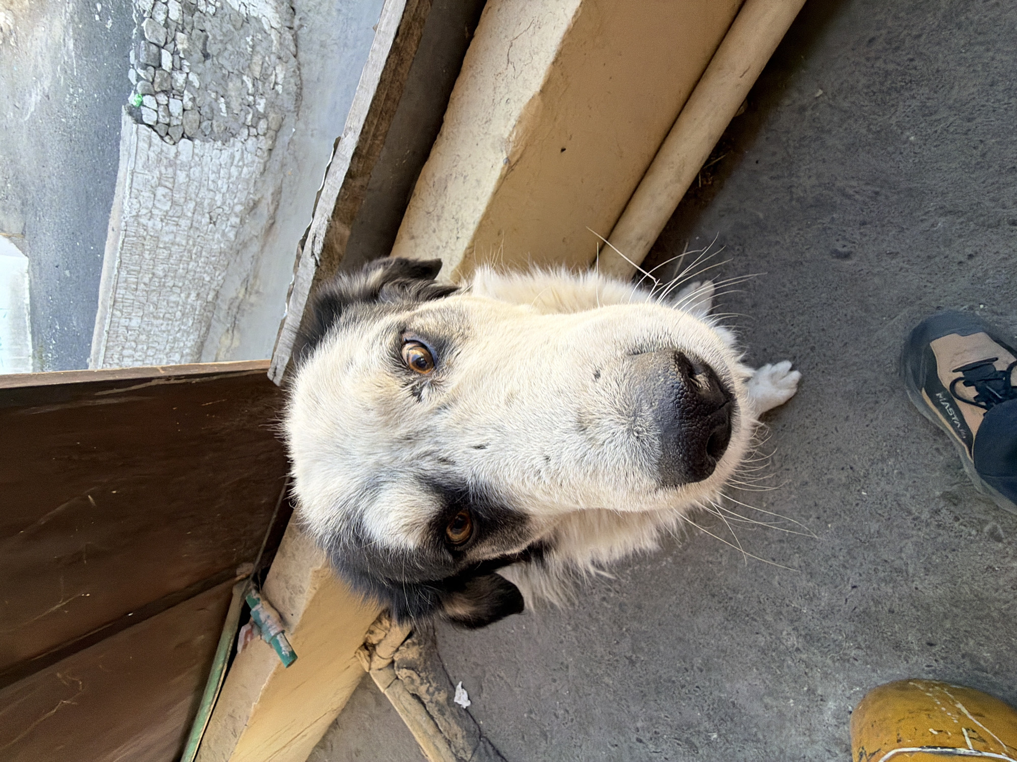 An eye-level, close-up shot captures the face of a black and white dog looking directly at the camera from a slightly elevated position. The dog has prominent brown eyes, a dark nose, and long white whiskers. Its fur is predominantly white with black markings around its eyes and ears. The background consists of wooden structures and a stone wall, indicative of an outdoor setting in a residential area. The ground is a rough, gray surface. A person's foot, wearing a dark shoe with a beige sole, is visible in the lower right corner of the frame. The scene appears to be a common sight in the city of Leh, India, where stray dogs are a prevalent feature in urban landscapes, often found near homes and public spaces.