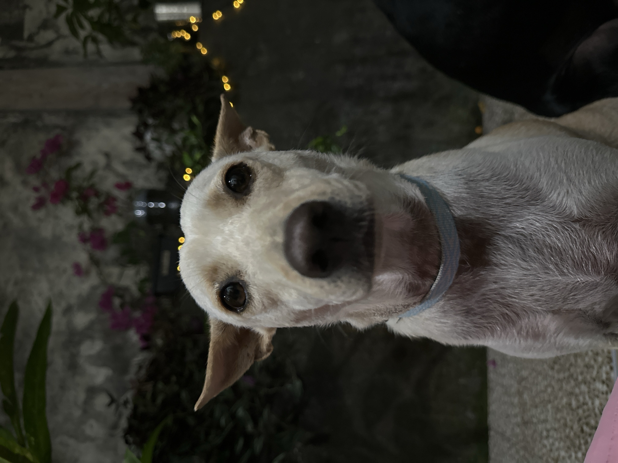A close-up, frontal portrait of a light-colored dog with tan markings is captured in this image. The dog is wearing a light blue collar. Its ears are pointed upwards, and its eyes are dark and wide, looking directly at the camera. The background is softly blurred, showing a wall with some pink flowers and decorative string lights, suggesting an outdoor setting at night. To the right of the main subject, a portion of a black dog is visible. The setting is likely a residential area or a public space in Kuta Selatan, Indonesia, given the tropical foliage and decorative lights often seen in such locations.