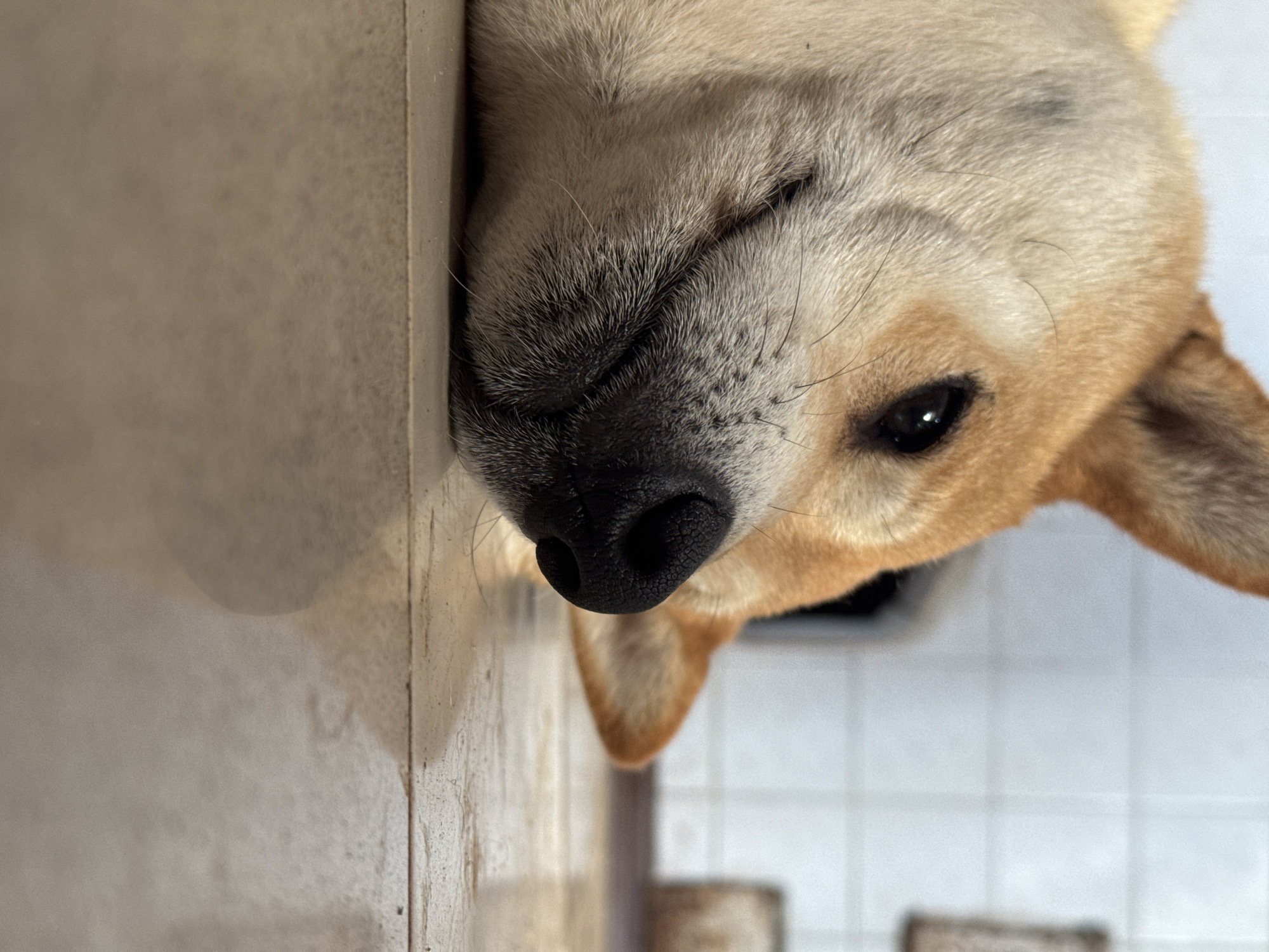 A close-up, low-angle shot features a dog lying on a tiled floor. The dog's head is resting on its side, with its eyes closed or partially closed and its mouth slightly open, giving it a relaxed or contented expression. The dog has tan and white fur, with a black nose and dark eyes. The background is blurred, showing a tiled wall and possibly some indistinct objects. The scene is indoors, with the tiled floor reflecting the light. There are no people or any indication of the specific location within Rusalevka, Russia.