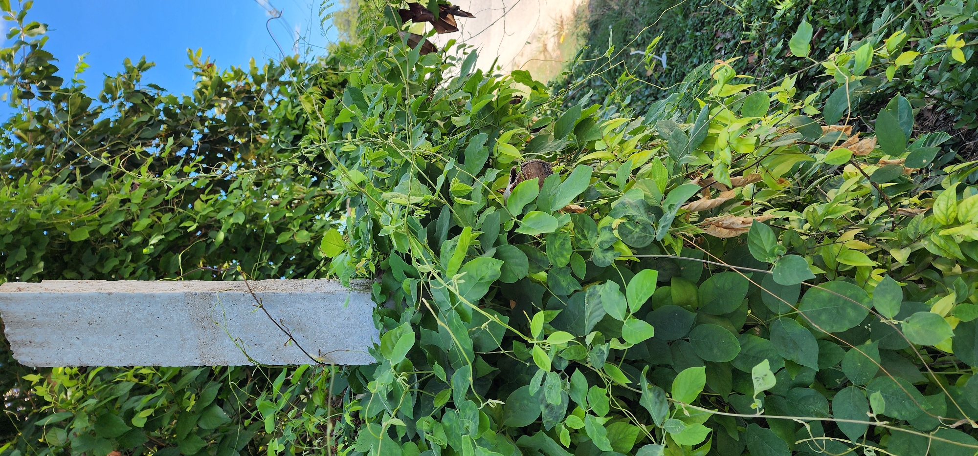 A concrete post stands vertically on the left side of the image, surrounded by lush green vines and foliage. The vines have spread over the post and extend to the right, partially obscuring a road and grassy area in the background. A clear blue sky with a few wispy clouds is visible at the top right of the frame. The scene appears to be an outdoor location in the city of Baan Bo Phut, Thailand, likely a roadside or undeveloped area where vegetation has overgrown a man-made structure. There are no people or discernible actions taking place in the image.