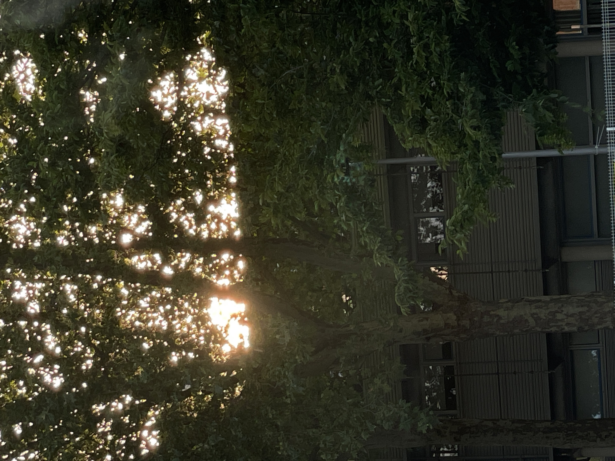 The image shows a close-up view of dense green foliage with the sun shining through the leaves, creating bright spots of light. The dappled sunlight suggests it is either early morning or late afternoon. In the background, partially obscured by the trees, is a building with horizontal siding and several windows. The building appears to be of modern construction. A thin, vertical pole, possibly a lamppost or utility pole, is visible in the right half of the image, also partially covered by leaves. The overall impression is that of an urban setting, with nature and architecture juxtaposed. The location in Siegburg, Germany is not visually evident from the image itself.