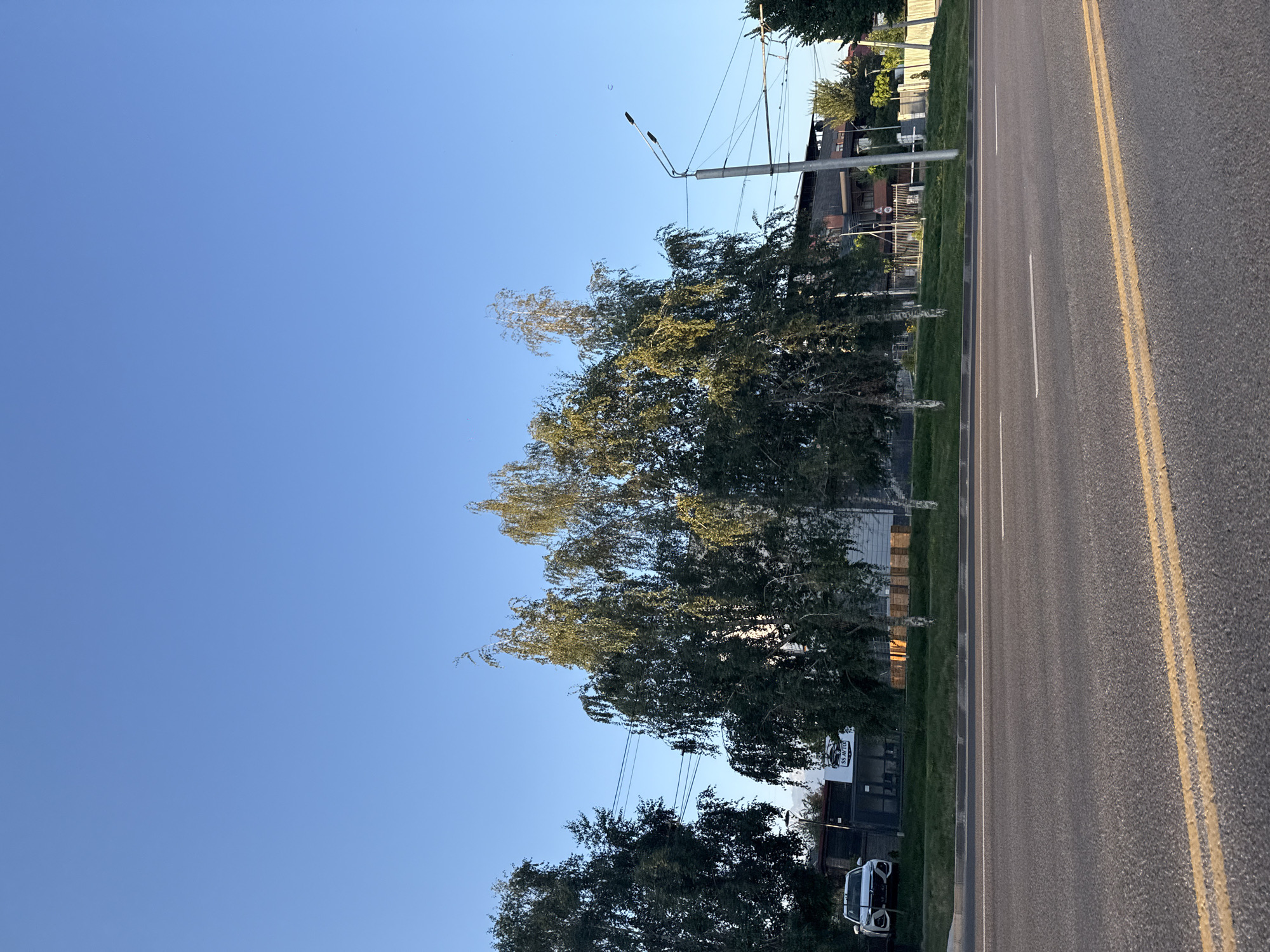 The image depicts a street scene in Almaty, Kazakhstan, under a clear blue sky. A paved road with yellow double lines runs horizontally across the foreground. Behind the road, a grassy strip separates it from a sidewalk or building foundation. Several mature trees, appearing to be birch trees due to their white bark and wispy foliage, are prominent on the left and center of the frame. A white car is parked on the left side of the image, partially obscured by a tree. Further back, a building with a dark roof and windows is visible, along with a fence and more greenery. A street light with multiple lamps stands on the right side of the image, with overhead electrical wires stretching across the scene. The overall impression is of an urban environment during daylight, likely in the late afternoon or early morning given the soft lighting.