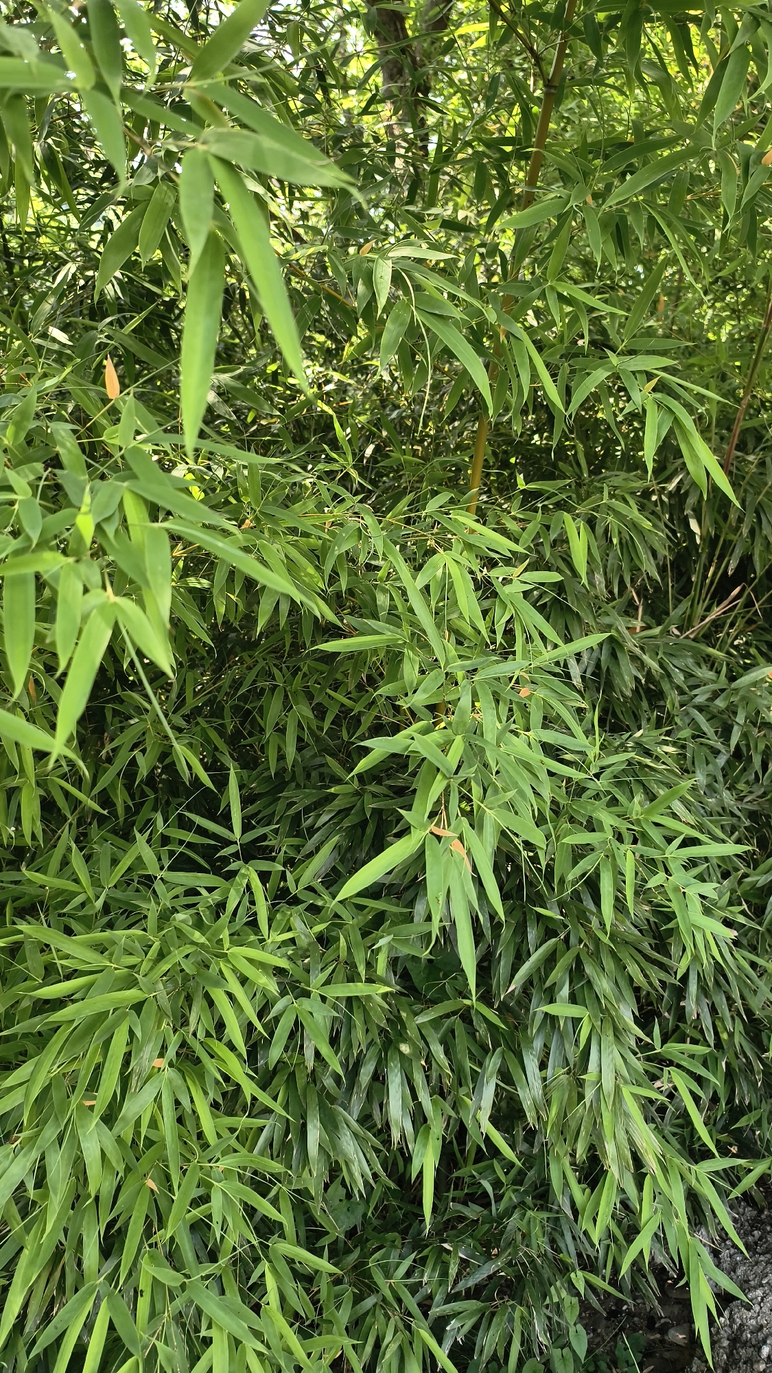 This is a full-frame, eye-level, vertical shot of dense bamboo foliage. The image is dominated by numerous green leaves and thin stalks, creating a natural, overgrown appearance. The lighting suggests a bright, possibly sunny day, with some dappled light filtering through the canopy. There are no people or man-made objects visible in the frame. The scene depicts a natural environment, possibly a garden or park area. The location is identified as Prigorodny, Russia.