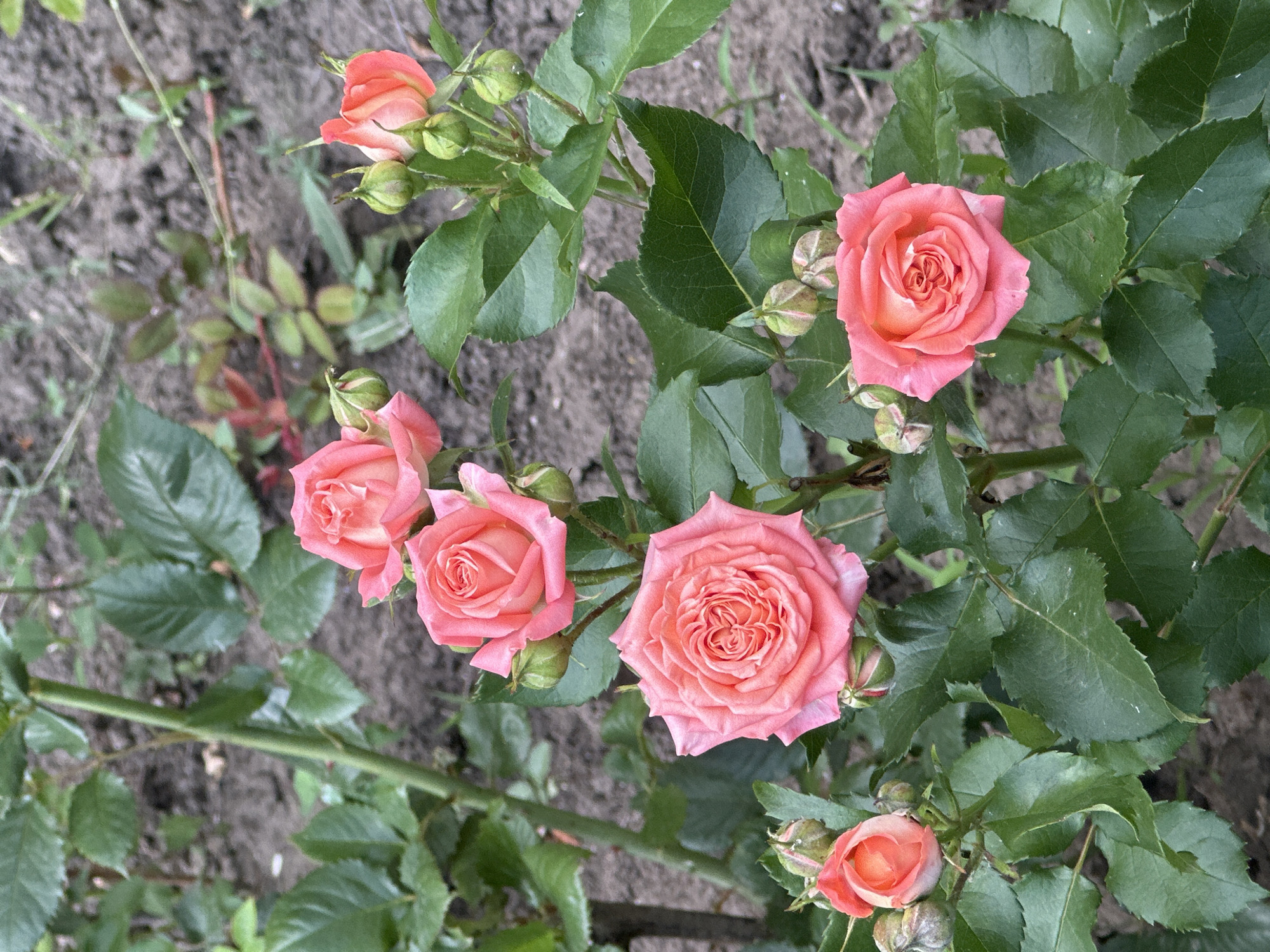 A high-angle medium shot shows a cluster of salmon-pink roses and buds blooming amongst dark green foliage. The roses are in various stages of opening, with some fully bloomed and others still tightly furled. The background consists of brown soil with scattered green and red plant stems and leaves. There are no people or animals present in the scene. The image appears to have been taken outdoors in a garden setting.