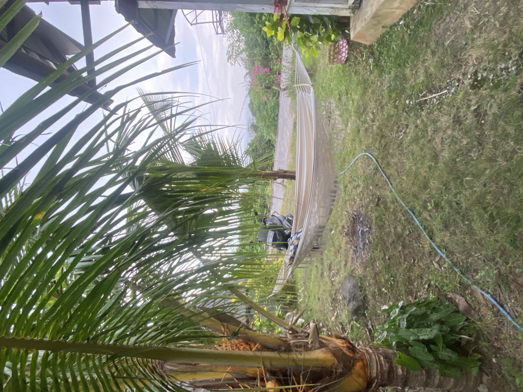 The image shows a peaceful outdoor scene in Kuta Selatan, Indonesia. In the foreground, a hammock made of white rope and fabric is suspended between two points, ready for relaxation. The hammock is situated on a grassy area with a few scattered rocks and a blue hose running across it. To the left, a palm tree with a thick, textured trunk stands tall, its long, green fronds creating a leafy canopy that partially obscures the sky.
In the mid-ground, a dark-colored motorcycle is parked behind the hammock, its license plate partially visible. Beyond the motorcycle, a paved road winds through lush green vegetation, with scattered pink flowers adding a touch of color to the landscape. In the background, hills rise gently under a cloudy sky. To the right, a portion of a simple structure is visible, with a wooden beam and a roof overhead, suggesting a dwelling or an outdoor seating area. The overall atmosphere is one of tranquility and natural beauty, characteristic of a tropical setting.