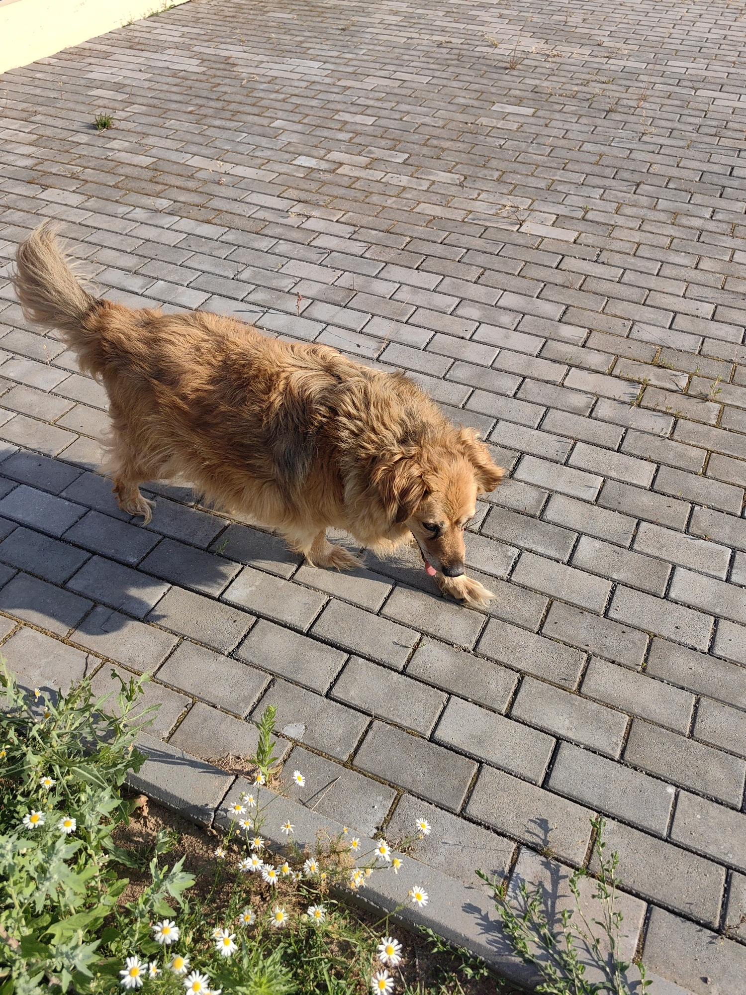 A medium shot captures a medium-sized, long-haired, golden-brown dog walking on a paved walkway. The dog is facing the right side of the frame with its head down, tongue slightly out, as if sniffing or tasting something on the ground. Its tail is held high and curved, with its fur appearing fluffy and windblown. The dog's body is mostly in focus, while the background is slightly blurred.
The walkway is made of interlocking grey rectangular pavers, with a few weeds growing through the gaps. To the left of the walkway, there is a patch of green grass with small white daisies scattered throughout. The ground appears to be dry, and the lighting suggests it is daytime, with a shadow of the dog cast on the pavers to its left. The scene is outdoors, in what appears to be a residential area or park, given the paving and natural foliage. The overall mood is peaceful and everyday. There is no visible text in the image.