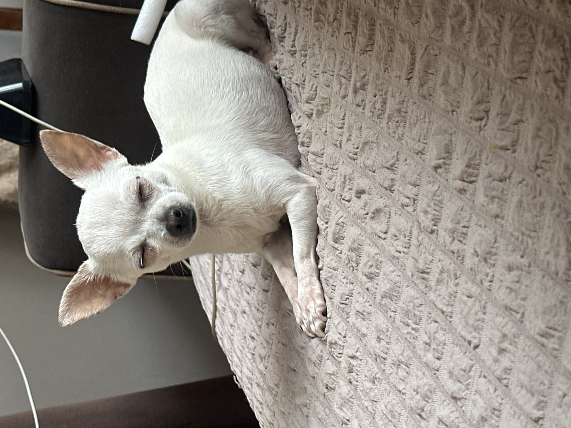 A white chihuahua is sleeping on a textured, light-colored surface, possibly a couch or dog bed. The dog is mostly lying on its side, with its head tilted slightly upward. Its eyes are closed, and its paws are relaxed. Part of a dark-colored object with white accents is visible to the left of the dog's head. The location is unknown, and there is no evidence to suggest it is in Skala, Bulgaria.