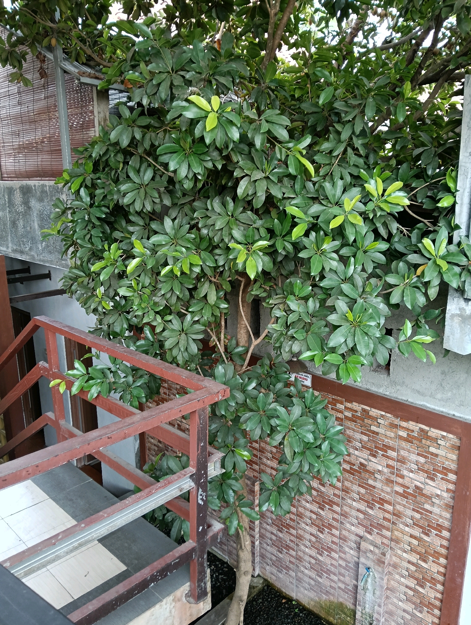 The image shows a leafy tree with dark green leaves growing next to a building with a red-brown brick wall and a concrete wall. A metal staircase with red-brown railings is visible in the foreground. A small white sign with text in an Indonesian language is attached to the concrete wall near the tree. The scene appears to be outdoors, possibly a residential area or a public space in Papahan, Indonesia, given the context.
