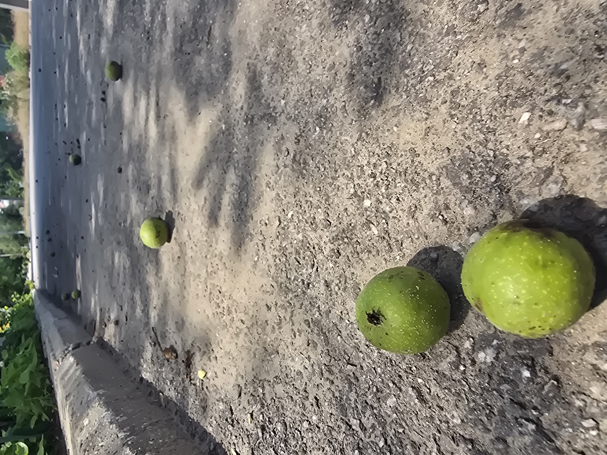 Two green, round fruits are lying on a gray, rough asphalt surface. The fruits are speckled with lighter dots and one has a dark spot. Sunlight casts shadows of tree branches across the asphalt, indicating a sunny day. In the background, a concrete curb runs along the edge of the asphalt, bordered by green foliage. The scene appears to be outdoors, possibly by a roadside or path. The orientation of the image is landscape, suggesting the photo was taken horizontally. No people or text are visible in the image.