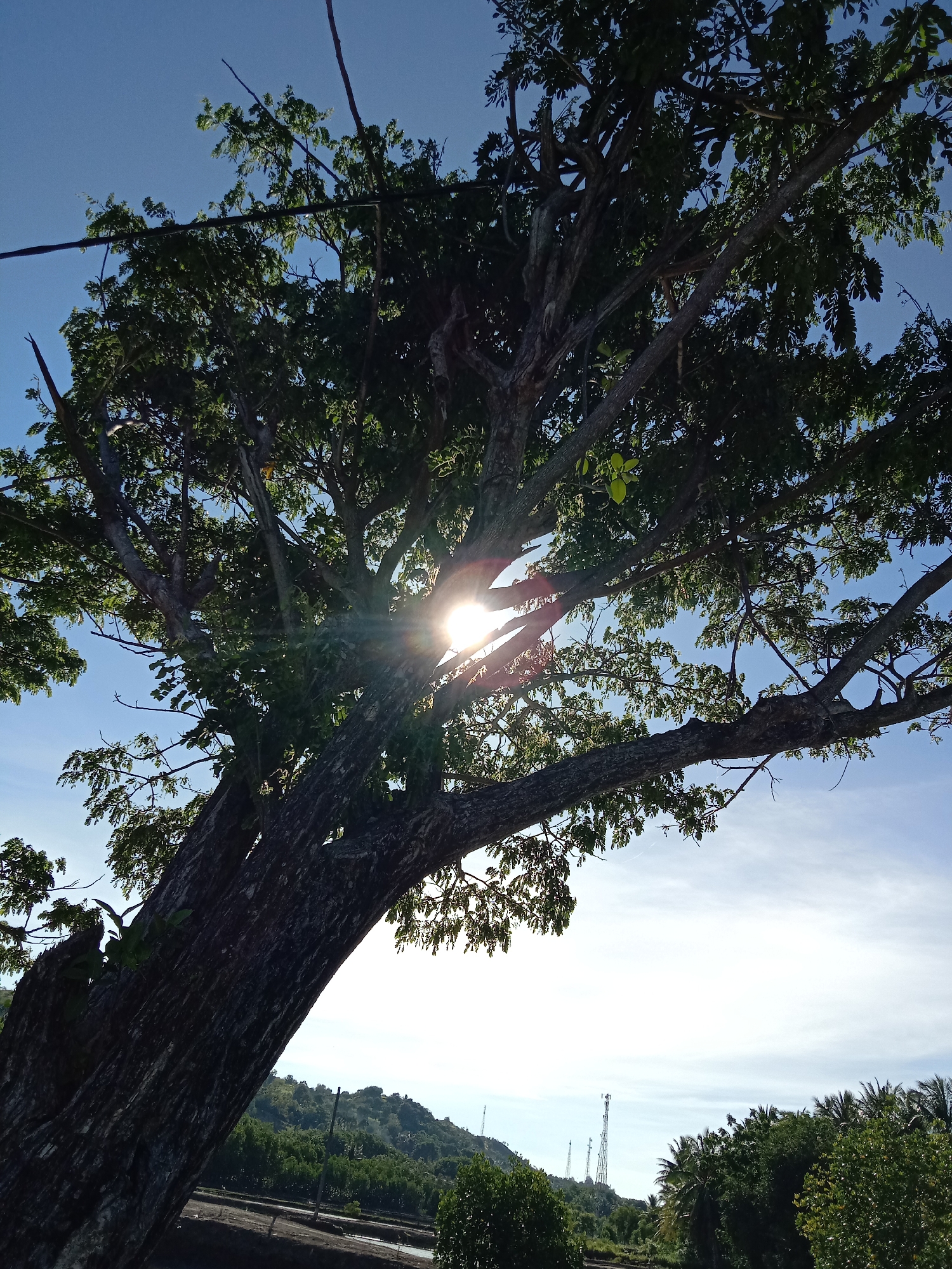 The image depicts a large tree with dense foliage, its branches and leaves obscuring the sun. The sun's rays peek through the gaps in the leaves, creating a starburst effect. The tree's trunk is thick and textured. In the background, there is a landscape with a hill, vegetation, and transmission towers. Based on the prompt, this is located in Lhokseumawe, Indonesia. The lower portion of the frame shows what appears to be a dirt surface, possibly a field or cleared area.