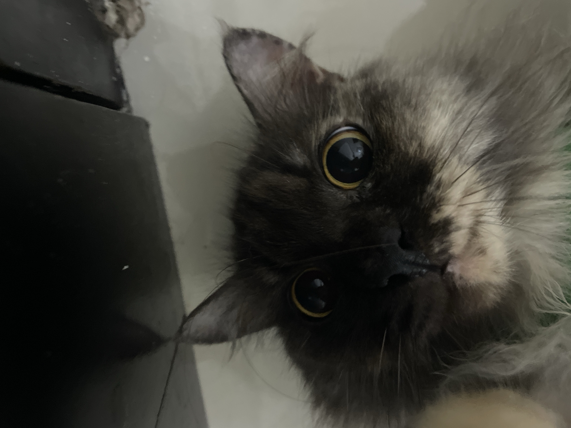A close-up, low-angle, indoor shot shows a long-haired, dark gray cat with striking yellow-orange eyes. The cat's face dominates the frame, with its ears pointed upwards and its large pupils reflecting light. The cat appears to be lying down on a light-colored surface, possibly a floor, with a dark, reflective object visible in the upper portion of the frame, suggesting it might be looking up at something or someone. The background is out of focus, with hints of a textured, possibly dusty, surface to the right. There is no identifiable urban setting or specific location within Denpasar, Indonesia, visible in the image.