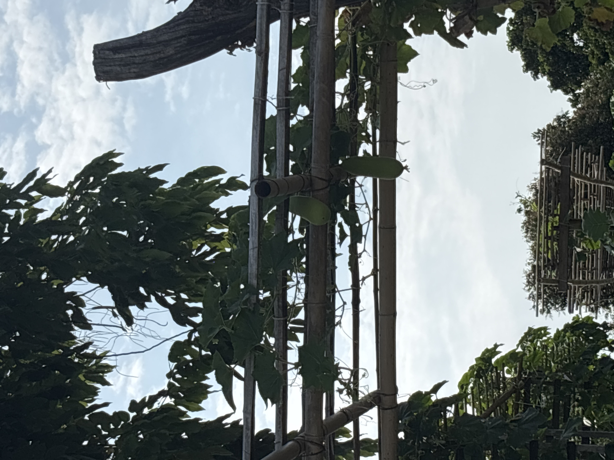 The image, likely taken in Baan Chaweng, Thailand, depicts a bamboo structure supporting climbing plants with visible gourds. The sky is visible through gaps in the foliage and bamboo framework. Trees with dense green leaves surround the structure. The structure has multiple bamboo poles tied together with thin twine. Two elongated, green gourds hang from the structure. A piece of a tree trunk is visible at the top.