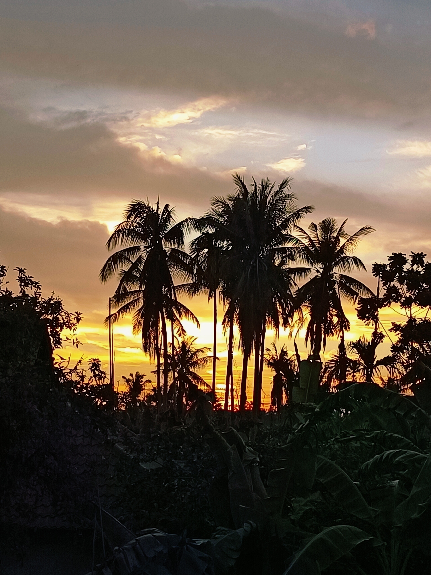 A silhouetted image captures a tropical sunset over Blang Cut, Indonesia. The sky is a gradient of warm oranges, yellows, and dusky grays, with clouds streaked across the upper frame. Dominating the midground are several tall coconut palm trees, their fronds fanned out against the vibrant sky. In the foreground, the dark silhouettes of lush, tropical foliage and what appears to be a thatched roof or net obscure the lower portion of the scene. The overall impression is one of a serene, natural landscape at dusk.